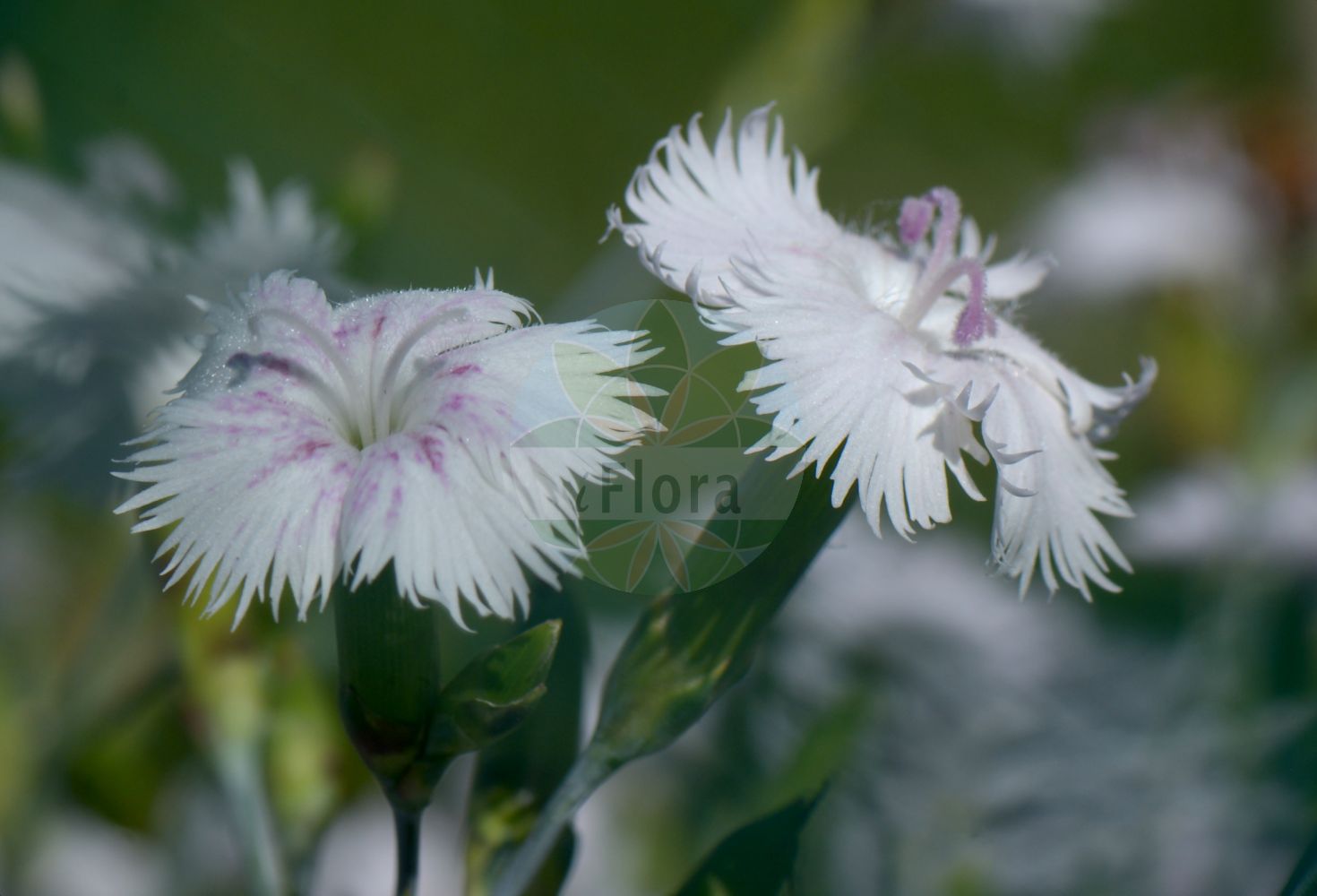 Dianthus plumarius - Caryophyllaceae,Plantae,Pteridobiotina,Angiosperms,Caryophyllales,Caryophyllaceae,Dianthus,Dianthus plumarius,Caryophyllus plumarius, Cylichnanthus plumarius, Dianthus blandus, Dianthus dubius, Dianthus dubius, Dianthus hoppei, Dianthus hortensis, Dianthus neilreichii, Dianthus odoratus, Dianthus plumarius var. blandus, Dianthus plumarius var. hortensis, Dianthus plumarius var. parviflorus, Dianthus plumarius var. portensis, Dianthus portensis, Plumaria vulgaris, Silene plumaria, Tunica plumaria