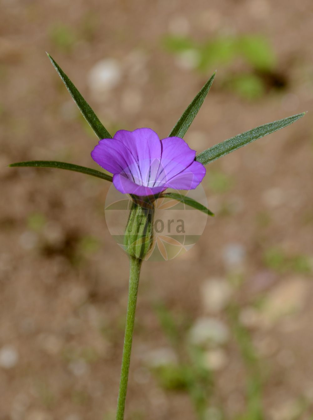 Agrostemma githago - Caryophyllaceae,Plantae,Pteridobiotina,Angiosperms,Caryophyllales,Caryophyllaceae,Agrostemma,Agrostemma githago,Agrostemma githago var. githago, Agrostemma githago var. linicola, Agrostemma githago var. macrospermum, Agrostemma gitthago, Agrostemma hirsuta, Agrostemma hirsuta, Agrostemma linicola, Agrostemma macrospermum, Agrostemma nicaeensis, Githago nicaeensis, Githago segetalis, Githago segetum, Githago segetum var. nanum, Lychnis githago,Korn-Rade;Gewöhnliche Kornrade;Kornrade;Rade;corncockle;common corncockle;nielle;common corn cockle;corn campion;Nielle des blés;hierba mala del trigo;lychnis nielle;nielle;nielle des champs;niella;clavel de blat;yeton;yetón;cizana purpurea;neguilla de los prados;neguillón;cizana purpúrea;candelaria;clavel de asno;clavel negro;claveles lanudos;clavelinas de chasco;clavellina;coronaria purpúrea;esturbión;guantes de reina;hierba de git;hierba gineta;hierba mala del trigo;hierba negrera;negreyó;negrilla;negrillón;neguilla;neguilla de sembrados;neguilla espuria;neguilla falsa;neguillón cultivado;neguillón de los trigos;ojo de Cristo;rosa de Grecia;veludillos;zizaña de flor;Gittaione comune;agrostema;gettaione;gittaione maggiore;bolderik;koornbloem;nigella-dos-trigos;nigela;nigela-dos-trigos;axenuz;beijos-de-freira;canavora;candelária;erva-fina;erva-sapa;nigela-bastarda;обыкновенный куколь;обыкновенная агростемма;агростемма обыкновенная;куколь обыкновенный;куколь льняной;куколь посевной;buğdaykaramuğu;gunevgjitka;kënkol;konkoli;ballaruma;clavell de blat;niella;nielle de blat;poljski kukolj;klätt;åkerklätt;klinte;kąkol polny;mugisennô;ムギセンノウ;agurosutenma;muginadeshiko;アグロステンマ;ムギナデシコ;navadni kokalj;konkoly;koukol polní;neghină;zîzanie;kúkoľ poľný;кукіль звичайний;къклица;harilik äiakas;parastais kokālis;klinte;aurankukka;њивски кукољ;усјевни кукољ;agrosetemat hassadot;אַגְרוֹסְטֵמַת הַשָּׂדוֹת;dirvinė raugė;αγρόστεμμα Γίθαγον;γόγγολη;albetxea;beltxara;usagarria;mài xiān wēng;麦仙翁