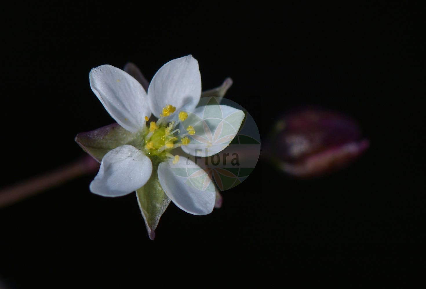 Spergula morisonii - Caryophyllaceae,Plantae,Pteridobiotina,Angiosperms,Caryophyllales,Caryophyllaceae,Spergula,Spergula morisonii,Spergula vernalis,Frühlings-Spergel;Frühlings-Spark;Frühlings-Spörgel;pearlwort spurrey;morison's spurrey;morison's spurry;wingstem spurry;spargote de Morison;spargoute printanière;spergule de Morison;renaiola di Morison;heidespurrie;esparguta-dos-montes;торица весенная;espèrgula vernal;vårspärgel;vår-spergel;sporek wiosenny;csibehúr;homoki csibehúr;kolenec jarní;kolenec Morisonův;kolenec jarný;silenka jarný;шпергель морісона;едросеменна колянка;kevad-nälghein;pavasara gaurs;vårbendel;kalliiohatikka;pavasarinis kežys