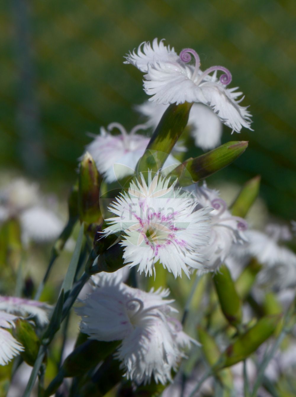 Dianthus plumarius - Caryophyllaceae,Plantae,Pteridobiotina,Angiosperms,Caryophyllales,Caryophyllaceae,Dianthus,Dianthus plumarius,Caryophyllus plumarius, Cylichnanthus plumarius, Dianthus blandus, Dianthus dubius, Dianthus dubius, Dianthus hoppei, Dianthus hortensis, Dianthus neilreichii, Dianthus odoratus, Dianthus plumarius var. blandus, Dianthus plumarius var. hortensis, Dianthus plumarius var. parviflorus, Dianthus plumarius var. portensis, Dianthus portensis, Plumaria vulgaris, Silene plumaria, Tunica plumaria