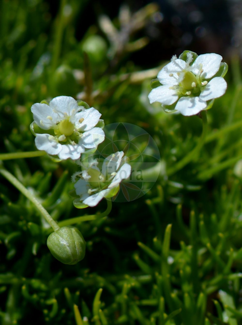 Sagina subulata - Caryophyllaceae,Plantae,Pteridobiotina,Angiosperms,Caryophyllales,Caryophyllaceae,Sagina,Sagina subulata,Alsine subulata, Phaloe subulata, Spergella subulata, Spergula subulata,Pfriemen-Mastkraut;Pfriemenblättriges Mastkraut;heath pearlwort;scottish moss;awl-leaved pearlwort;awl-leaf pearlwort;Sagine subulée;sagine de Revelière;Sagina subulata;spitsbladig fonteinkruid;priemvetmuur;мшанка шиловидная;saginë;sagina subulada;ušiljena čvorika;sylnarv;syl-firling;karmnik ościsty;šilolistni pitomec;szálkás zöldhúr;úrazník šídlovitý;machovička šidlovitá;úrazník šidlovitý;sylarve;polkuhaarikko;broddkrækill