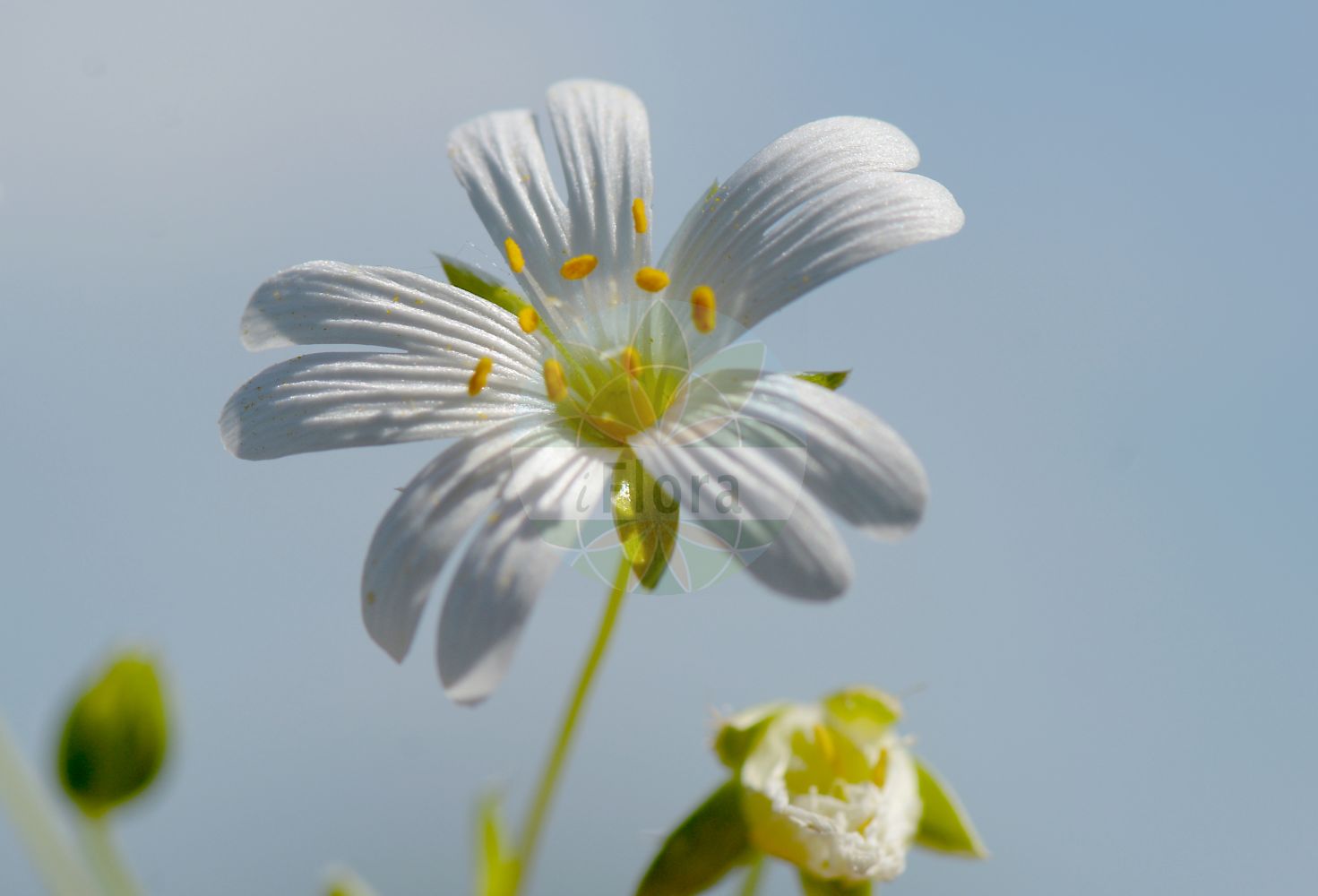 Stellaria palustris - Caryophyllaceae,Plantae,Pteridobiotina,Angiosperms,Caryophyllales,Caryophyllaceae,Stellaria,Stellaria palustris,Alsine glauca, Stellaria barthiana, Stellaria dilleniana, Stellaria fennica, Stellaria glauca, Stellaria hsinganensis,Graugrüne Sternmiere;Sumpf-Sternmiere;marsh stitchwort;swamp starwort;meadow starwort;Stellaire des marais;stellaire glauque;centocchio dei paludi;Spaanse zuring;zeegroene muur;звездочка болотная;звездчатка болотная;arap baklası;barska mišjakinja;kärrstjärnblomma;kær-fladstjerne;gwiazdnica błotna;gwiazdnica sina;mocsári csillaghúr;ptačinec bahenní;hviezdica močiarna;зірочник барта;зірочник болотний;блатна звездица;soo-tähthein;purva virza;myrstjerneblom;luhtatähtimö;pelkinė žliūgė