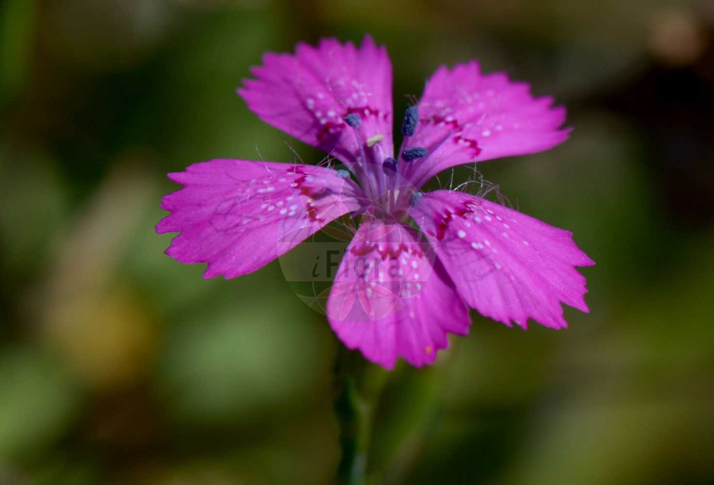 Dianthus deltoides - Caryophyllaceae,Plantae,Pteridobiotina,Angiosperms,Caryophyllales,Caryophyllaceae,Dianthus,Dianthus deltoides,Caryophyllus deltoides, Caryophyllus glaucus, Cylichnanthus deltoides, Dianthus albus, Dianthus crenatus, Dianthus deltoides f. glaucus, Dianthus deltoides var. glaucus, Dianthus deltoides var. montanus, Dianthus endressii, Dianthus glaucus, Dianthus supinus, Dianthus volgensis, Silene deltoides,Heide-Nelke;Delta-Nelke;maiden pink;oeillet à delta;Oeillet à delta;oeillet couché;Garofano minore;sommar-adonis;sommar-fibbla;driehoekige angelier;heideanjer;steenanjer;гвоздика травянка;karafil;karafili deltoid;clavell deltoide;deltoidni karanfil;backnejlika;bakke-nellike;gożdzik kropkowany;gożdzik widełkowaty;deltasti klinçek;mezei szegfű;réti szegfű;hvozdík kropenatý;garoafă deltoide;garofita;klinček slzičkový;klinček slzičký;гвоздика дельтовидна;делтовиден карамфил;nurmnelk;dzirkstelīte;engnellik;ketoneilikka;шарени каранфил;šilinis gvazdikas;δίανθος δελτοειδής