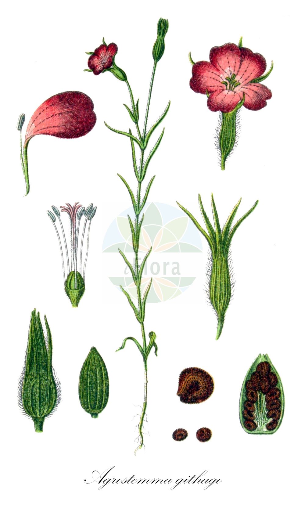 Agrostemma githago - Caryophyllaceae,Plantae,Pteridobiotina,Angiosperms,Caryophyllales,Caryophyllaceae,Agrostemma,Agrostemma githago,Agrostemma githago var. githago, Agrostemma githago var. linicola, Agrostemma githago var. macrospermum, Agrostemma gitthago, Agrostemma hirsuta, Agrostemma hirsuta, Agrostemma linicola, Agrostemma macrospermum, Agrostemma nicaeensis, Githago nicaeensis, Githago segetalis, Githago segetum, Githago segetum var. nanum, Lychnis githago,Korn-Rade;Gewöhnliche Kornrade;Kornrade;Rade;corncockle;common corncockle;nielle;common corn cockle;corn campion;Nielle des blés;hierba mala del trigo;lychnis nielle;nielle;nielle des champs;niella;clavel de blat;yeton;yetón;cizana purpurea;neguilla de los prados;neguillón;cizana purpúrea;candelaria;clavel de asno;clavel negro;claveles lanudos;clavelinas de chasco;clavellina;coronaria purpúrea;esturbión;guantes de reina;hierba de git;hierba gineta;hierba mala del trigo;hierba negrera;negreyó;negrilla;negrillón;neguilla;neguilla de sembrados;neguilla espuria;neguilla falsa;neguillón cultivado;neguillón de los trigos;ojo de Cristo;rosa de Grecia;veludillos;zizaña de flor;Gittaione comune;agrostema;gettaione;gittaione maggiore;bolderik;koornbloem;nigella-dos-trigos;nigela;nigela-dos-trigos;axenuz;beijos-de-freira;canavora;candelária;erva-fina;erva-sapa;nigela-bastarda;обыкновенный куколь;обыкновенная агростемма;агростемма обыкновенная;куколь обыкновенный;куколь льняной;куколь посевной;buğdaykaramuğu;gunevgjitka;kënkol;konkoli;ballaruma;clavell de blat;niella;nielle de blat;poljski kukolj;klätt;åkerklätt;klinte;kąkol polny;mugisennô;ムギセンノウ;agurosutenma;muginadeshiko;アグロステンマ;ムギナデシコ;navadni kokalj;konkoly;koukol polní;neghină;zîzanie;kúkoľ poľný;кукіль звичайний;къклица;harilik äiakas;parastais kokālis;klinte;aurankukka;њивски кукољ;усјевни кукољ;agrosetemat hassadot;אַגְרוֹסְטֵמַת הַשָּׂדוֹת;dirvinė raugė;αγρόστεμμα Γίθαγον;γόγγολη;albetxea;beltxara;usagarria;mài xiān wēng;麦仙翁