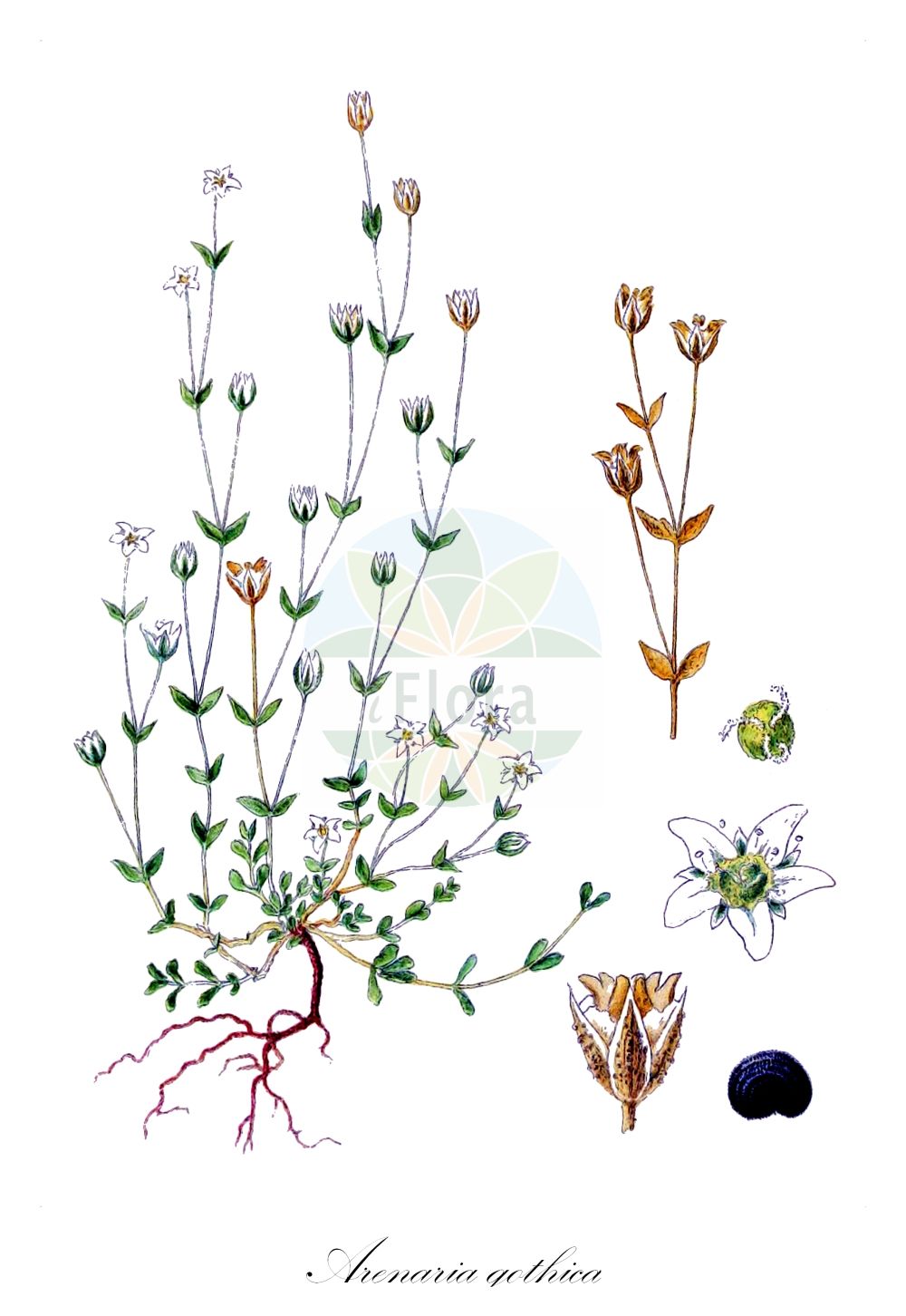 Arenaria gothica - Caryophyllaceae,Plantae,Pteridobiotina,Angiosperms,Caryophyllales,Caryophyllaceae,Arenaria,Arenaria gothica,Schwedisches Wimper-Sandkraut;Gothisches Sandkraut;Sabline de Suède;sabline de Gothie;sabline gothique;kalknarv;Gotlands sandarve;piaskowiec trawiasty;gotlandsarve