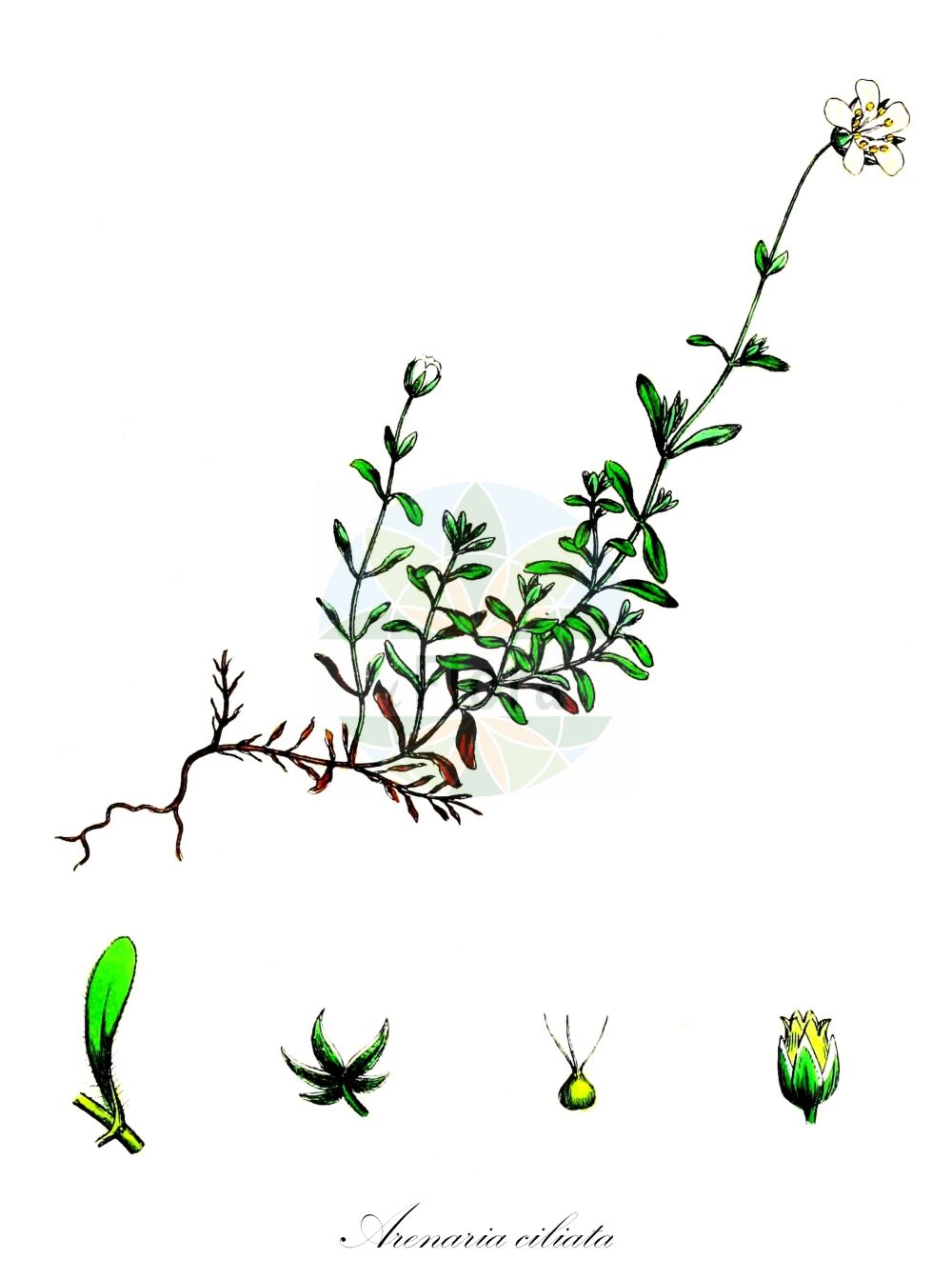 Arenaria ciliata - Caryophyllaceae,Plantae,Pteridobiotina,Angiosperms,Caryophyllales,Caryophyllaceae,Arenaria,Arenaria ciliata,Alsinanthus ciliatus, Alsine tenella, Alsinella ciliata, Arenaria ciliata subsp. bernensis, Arenaria ciliata subsp. hibernica, Arenaria ciliata subsp. tenella, Arenaria tenella, Greniera tenella,Bewimpertes Sandkraut;Berner Sandkraut;Wimper-Sandkraut;Gewimpertes Sandkraut;Vielstängeliges Wimper-Sandkraut;Berner Wimper-Sandkraut;Vielstengeliges Wimper-Sandkraut;fringed sandwort;ciliate-leaved sandwort;hairy sandwort;tundra sandwort;Sabline ciliée;Sabline bernoise;Arenaria cigliata;песчанка реснитчатая;arenarie;trepavičava pjeskarica;piaskowiec orzęsiony;piaskowiec rzęsowaty;resasta peščenka;pisečnice brvitá;piesočnica;αμμόφιτο