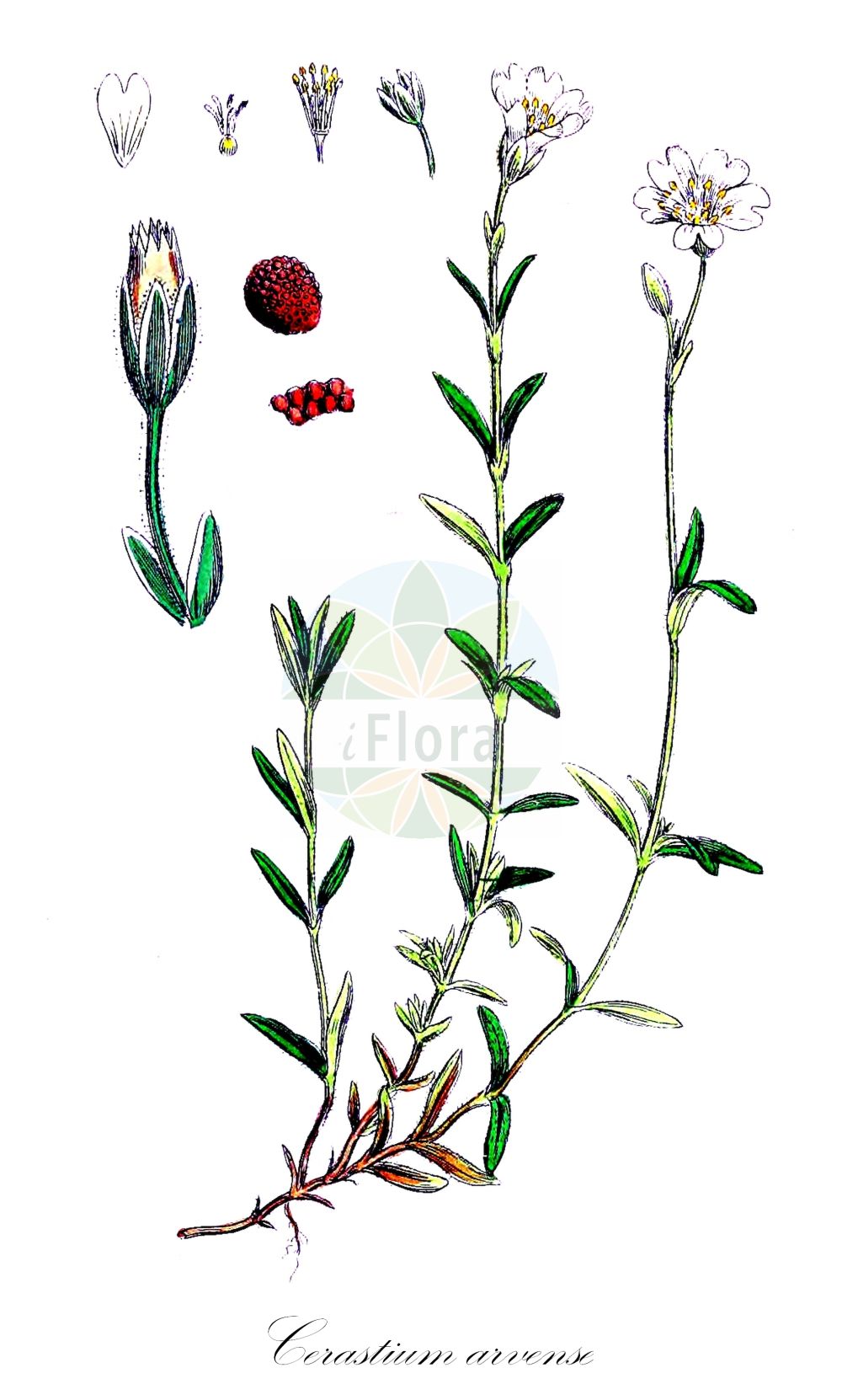 Cerastium arvense - Caryophyllaceae,Plantae,Pteridobiotina,Angiosperms,Caryophyllales,Caryophyllaceae,Cerastium,Cerastium arvense,Alsine arvensis, Centunculus angustifolius, Centunculus arvensis, Centunculus rigidus, Cerastium adscendens, Cerastium alpicolum, Cerastium alpinum, Cerastium ambiguum, Cerastium angustifolium, Cerastium arvense f. arvense, Cerastium arvense f. eglandulosum, Cerastium arvense subsp. arvense, Cerastium arvense subsp. arvum, Cerastium arvense var. arvense, Cerastium arvense var. eglandulosum, Cerastium arvense var. parviflora, Cerastium arvense var. strictum, Cerastium arvense var. taimyrense, Cerastium arvense var. tatrae, Cerastium brachycarpum, Cerastium busambarense, Cerastium caespitosum, Cerastium camphoratifolium, Cerastium carnosulum, Cerastium collinum, Cerastium corsicum, Cerastium fueguianum, Cerastium grahamii, Cerastium grandiflorum, Cerastium incanum, Cerastium insubricum, Cerastium mendozinense, Cerastium mutabile, Cerastium poelianum, Cerastium polyphyllum, Cerastium serpyllifolium, Cerastium strictum, Cerastium strictum subsp. tatrae, Cerastium tatrae, Cerastium uralense, Leucodonium arvense, Myosotis repens, Stellaria arvensis,Eigentliches Acker-Hornkraut;Acker-Hornkraut;Gewöhnliches Acker-Hornkraut;Steifes Acker-Hornkraut;Steifes Hornkraut;field mouse-ear;field chickweed;prairie mouse-ear chickweed;céraiste des champs;field mouse-ear chickweed;meadow chickweed;mouse-ear chickweed;field chickweed;Céraiste des champs;oeilleton des bois;oreille de rat;milhojas;argentina;cuernecita;oreja de ratón;Peverina dei campi;peverina maggiore;cerastio arvense;peverina a foglie strette;steel-elatine;akkerhoornbloem;ясколка луговая;ясколка полевая;tarla boynuzotu;cerast;qerasti i arave;cerasti de fulla estreta;poljski rožac;srimm-klöver;fältarv;storblomstret hønsetarm;rogownica polna;njivska smiljka;parlagi madárhúr;rožec rolní;cănăriţă;cornuţ;cornuț de munte;struna cucoșului de cîmp;rožec roľný;роговик польовий;полски рожец;põld-kadakkaer;tīruma radzene;storarve;ketohärkki;пољски тичинац;птичја трава;dirvinė glažutė;κεράστιον άγριον;juǎn ěr;卷耳