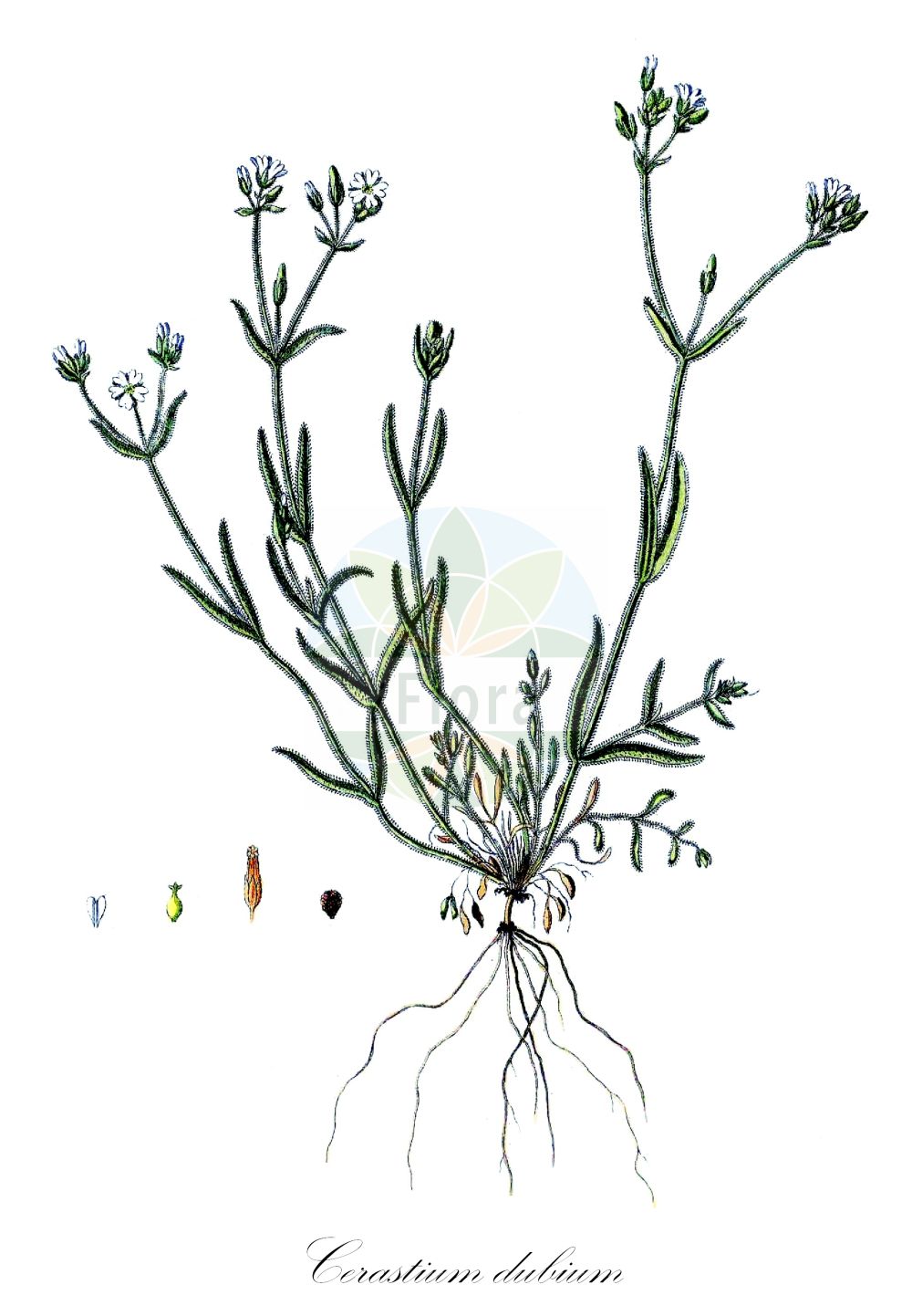 Cerastium dubium - Caryophyllaceae,Plantae,Pteridobiotina,Angiosperms,Caryophyllales,Caryophyllaceae,Cerastium,Cerastium dubium,Cerastium anomalum, Cerastium dubium, Dichodon dubium, Stellaria viscida,Drüsiges Hornkraut;Klebriges Hornkraut;anomalous mouse-ear chickweed;doubtful chickweed;Céraiste douteux;céraiste abérrant;stellaire visqueuse;Peverina anomala;kleverige hoornbloem;ясколка уклоняющаяся;mızrak boynuzotu;neobični rožac;rogownica lepka;sziki madárhúr;rožec pochybný;dihodon lipicios;rožec odchylný;діходон сумнівний;отклоняващ се рожец;съмнителен рожец;роговница лепка;karnunit lekuyah;קַרְנוּנִית לְקוּיָה