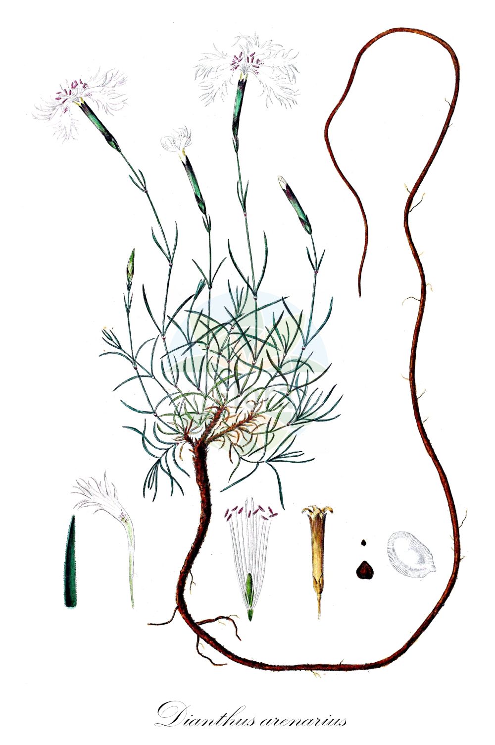 Dianthus arenarius - Caryophyllaceae,Plantae,Pteridobiotina,Angiosperms,Caryophyllales,Caryophyllaceae,Dianthus,Dianthus arenarius,Dianthus arenarius var. glaucus, Dianthus arenarius var. suecicus, Dianthus krylovianus, Silene arenaria, Tunica arenaria,Sand-Nelke;Krylovs Nelke;stone pink;sand pink;oeillet des sables;garofano delle sabbie;zandanjer;песчаная гвоздика;гвоздика песчаная;sandnejlika;sand-nellike;gożdzik piaskowy;balti szegfű;hvozdík písečný;klinček piesočný;nõmmnelk;smiltāju neļķe;sandnellik;hietaneillika;smiltyninis gvazdikas
