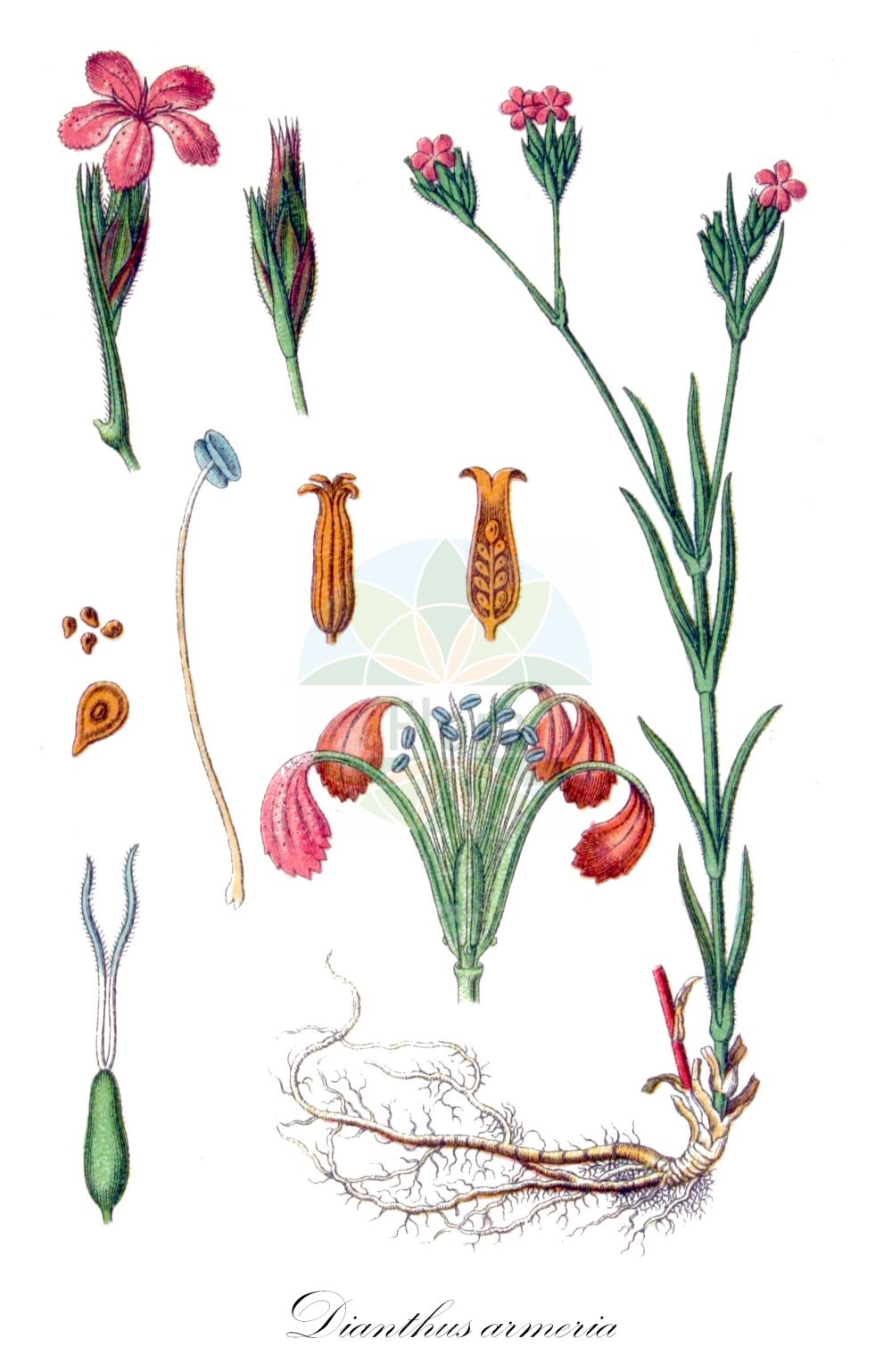 Dianthus armeria - Caryophyllaceae,Plantae,Pteridobiotina,Angiosperms,Caryophyllales,Caryophyllaceae,Dianthus,Dianthus armeria,Caryophyllus armerius, Cylichnanthus maculatus, Dianthus armeria f. acaulis, Dianthus armeria f. alba, Dianthus armeria f. albiviridis, Dianthus armeria f. caespitosa, Dianthus armeria f. glabrissimus, Dianthus armeria subsp. armeria, Dianthus armeria subsp. armeriastrum, Dianthus armeria var. laevis, Dianthus armeriastrum, Dianthus carolinianus, Dianthus epirotus, Dianthus hirsutus, Dianthus hirtus, Dianthus hybridus, Dianthus pseudocorymbosus, Dianthus villosus, Dianthus vivariensis, Gypsophila armeria var. nanus, Silene vaga,Raue Nelke;Büschel-Nelke;deptford pink;oeillet arméria;grass pink;Oeillet arméria;oeillet velu;armoirie;oeillet de bouc;oeillet sauvage;clavelinas;clavellinas;Garofano a mazzetti;garofano peloso;viola de lepre;Spaanse peper;vliegenet;ruige anjer;гвоздика армериевидная;tüylü karanfil;karafil;karafil i egër;karafili armeria;clavell de bosc;čuperkasti karanfil;knippnejlika;kost-nellike;gożdzik kosmaty;noharanadeshiko;ノハラナデシコ;srhki klinček;szeplős szegfű;hvozdík svazčitý;garoafă armeră;garoafă de pădure;garofita;klinček zväzčitý;klinček zväzkovitý;гвоздика армерійовидна;армериовиден карамфил;saronnellik;mykeröneilikka;дивљи каранфил;gauruotasis gvazdikas;διάνθος;δίανθος αρμέρια;δίανθος ηπειρωτικός