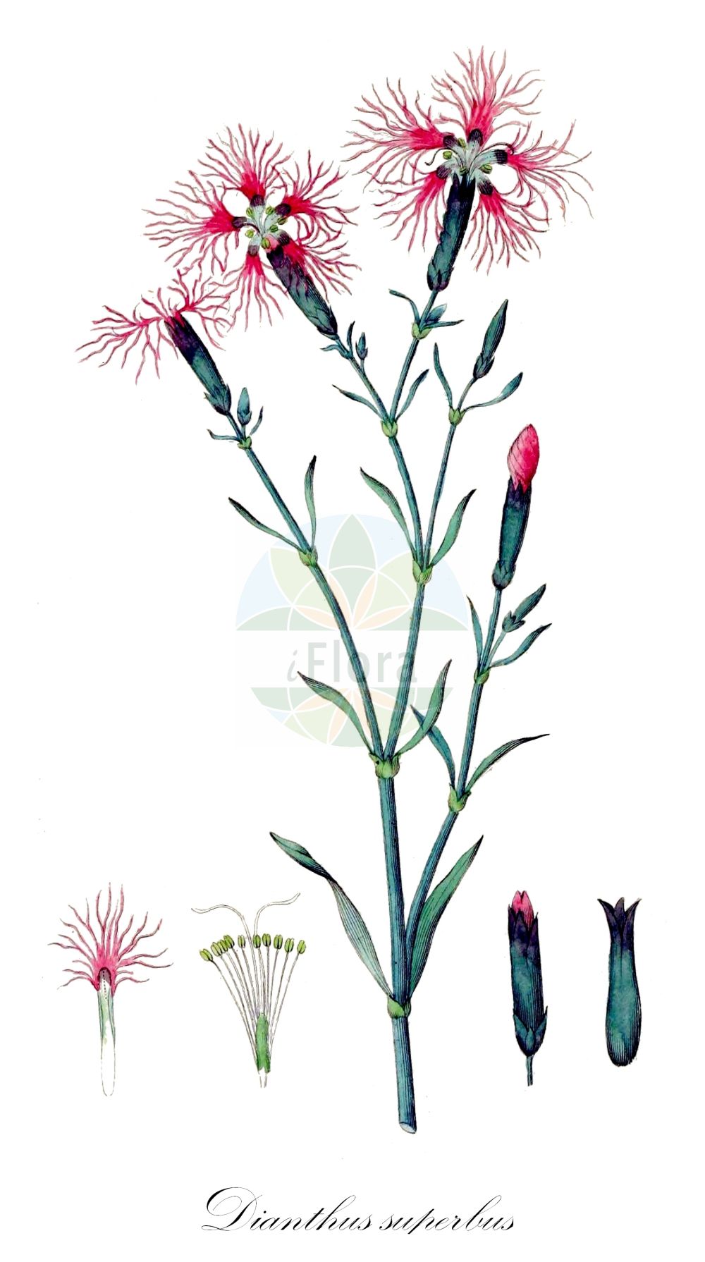 Dianthus superbus - Caryophyllaceae,Plantae,Pteridobiotina,Angiosperms,Caryophyllales,Caryophyllaceae,Dianthus,Dianthus superbus,Caryophyllus superbus, Cylichnanthus fimbriatus, Dianthus contortus, Dianthus fimbriatus, Dianthus multifidus, Dianthus plumarius, Dianthus revolutus, Dianthus schizopetalus, Dianthus superbus f. albiflorus, Dianthus superbus f. albiflorus, Dianthus superbus f. albiflorus, Dianthus superbus f. albus, Dianthus superbus f. leucanthus, Dianthus superbus subsp. norvegicus, Dianthus superbus subsp. silvestris, Dianthus superbus var. rubicundus, Dianthus superbus var. subobtusus, Dianthus superbus var. superbus, Dianthus szechuensis, Dianthus wimmeri, Plumaria revoluta, Plumaria superba, Silene superba,Pracht-Nelke;Alpen-Pracht-Nelke;Gewöhnliche Pracht-Nelke;Feuchtwiesen-Pracht-Nelke;Großblütige Pracht-Nelke;fringed pink;large pink;superb pink;Oeillet superbe;mignardise des prés;oeillet à lanières;oeillet à plumet;Garofano a pennacchio;garofano da pennacchio;garofano a penacchio;socker-lönn;prachtanjer;гвоздика пышная;divotnik;praktnejlika;strand-nellike;gożdzik pyszny;ezo-kawara-nadeshiko;エゾカワラナデシコ;çudoviti klinçek;buglyos szegfű;hvozdík pyšný;garoafe de munte;klinček pyšný;klinček pyšný pravý;великолепен карамфил;превъзходен карамфил;aasnelk;krāšņā neļķe;silkenellik;pulskaneilikka;ибришим каранфил;puošnusis gvazdikas;δίανθος μεγαλοπρεπής;qú mài;瞿麦