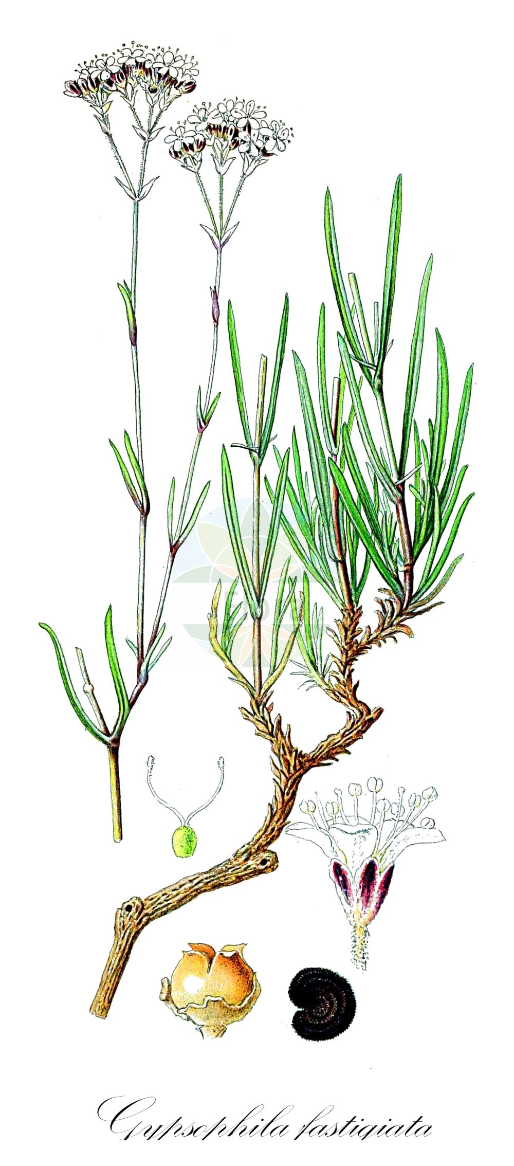 Gypsophila fastigiata - Caryophyllaceae,Plantae,Pteridobiotina,Angiosperms,Caryophyllales,Caryophyllaceae,Gypsophila,Gypsophila fastigiata,Gypsophila arenaria, Gypsophila arenaria var. hypotricha, Gypsophila belorossica, Gypsophila corymbosa, Gypsophila dichotoma, Gypsophila fastigiata subsp. belorossica, Gypsophila fastigiata var. arenaria, Gypsophila pulposa,Ebensträußiges Gipskraut;Büscheliges Gipskraut;Sand-Gipskraut;fastigiate gypsophila;качим пучковатый;sadarka štitkasta;såpört;sand-gipsurt;gipsówka baldachogronowa;łyszczec baldachogronowy;łyszczec baldaszkogronowy;homoki fátyolvirág;šater svazčitý;gypsomilka zväzkovitá;лещиця пучкувата;kännas-kipslill;garkātu ģipsene;såpeslør;kangasraunikki;stačioji guboja