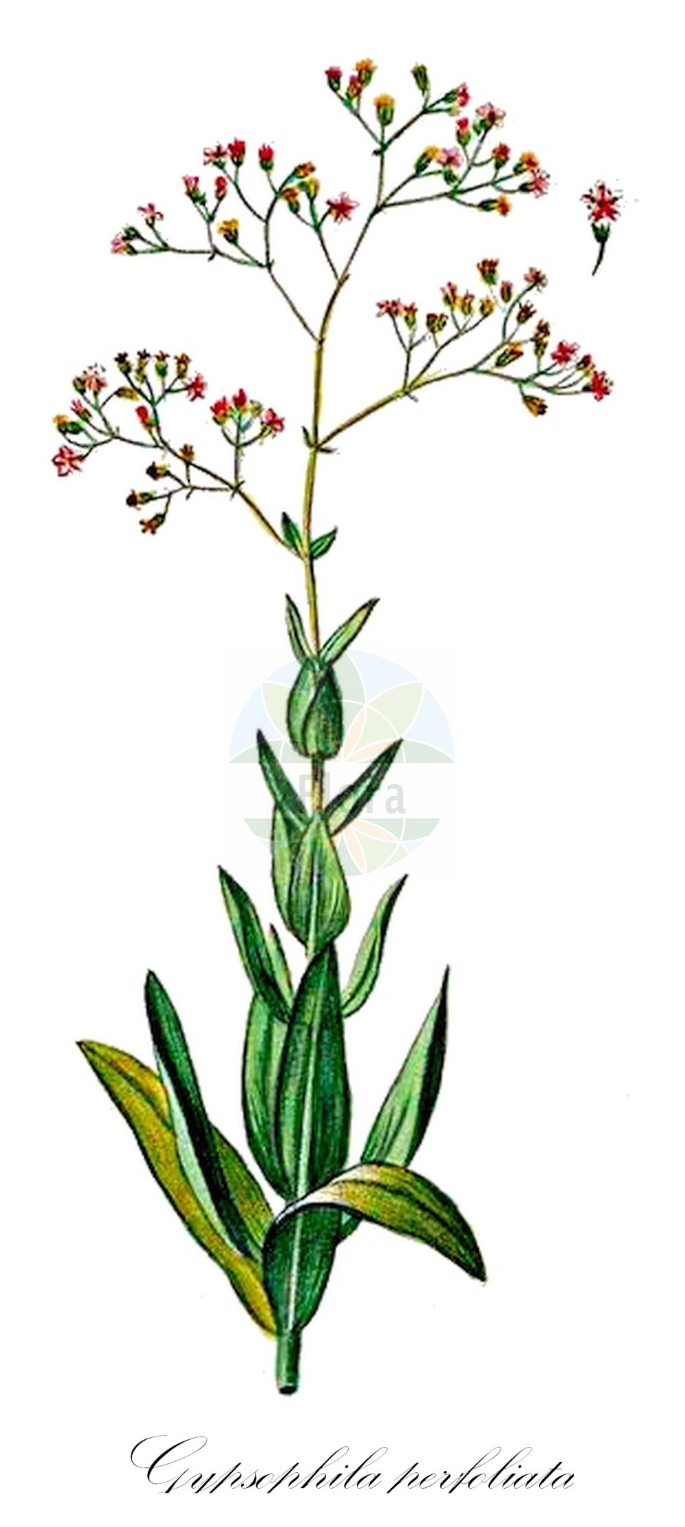 Gypsophila perfoliata - Caryophyllaceae,Plantae,Pteridobiotina,Angiosperms,Caryophyllales,Caryophyllaceae,Gypsophila,Gypsophila perfoliata,Gypsophila anatolica, Gypsophila anatolica var. bertonii, Gypsophila hygrophila, Gypsophila paulii, Gypsophila perfoliata, Gypsophila perfoliata var. anatolica, Gypsophila perfoliata var. araratica, Gypsophila perfoliata var. glabra, Gypsophila perfoliata var. pubescens, Gypsophila perfoliata var. tomentosa, Gypsophila sabulosa, Gypsophila tekirae, Gypsophila trichotoma, Gypsophila trichotoma var. anatolica,Durchwachsenblättriges Gipskraut;perfoliate gypsophila;perfoliate chalkwort;hierba jabonera;качим Пауля;качим продырявленный;качим пронзённолистный;качим триждывильчатый;gipsòfila perfoliada;gipsówka trójdzielna;łyszczec przeszyty;łyszczec trójdzielny;лещиця пронизанолиста;seporaunikki;dùn yè shí tou huā;钝叶石头花
