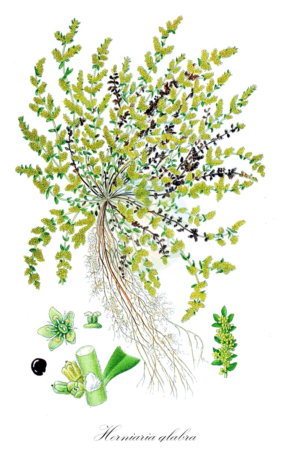 Herniaria glabra - Caryophyllaceae,Plantae,Pteridobiotina,Angiosperms,Caryophyllales,Caryophyllaceae,Herniaria,Herniaria glabra,Herniaria ceretana, Herniaria ceretanica, Herniaria corrigioloides, Herniaria glabra f. glaberrima, Herniaria glabra subsp. nebrodensis, Herniaria glabra subsp. rotundifolia, Herniaria microcarpa, Herniaria rotundifolia, Herniaria suavis, Herniaria vulgaris,Kahles Bruchkraut;smooth rupturewort;green-carpet;herniaire glabre;glabrous rupturewort;Herniaire glabre;hernière glabre;turquette glabre;milligrane;casse-pierre;herniole;herniaire vulgaire;miligrane;turquette;herniaria;rompepiedras;sanguinaria;Erniaria glabra;erniaria;erba turchetta;erniola;breukkruid;kaal breukkruid;erva-turca;erva-das-quebraduras;erva-herniaria;herniaria;herniola;milegrama;грыжник гладкий;atyaran;herniaria e shogët;herniarie;herniària vera;gola kilavica;knytling;brodurt;połonicznik gładki;połonicznik nagi;goli kilavec;kopasz porcika;průtržník lysý;feciorică;iarbă fecioarelor glabră;prietržník holý;остудник голий;остудник котова;голо белило;голо изсипливче;sööt-reiarohi;kailā trūkumzālīte;brokkurt;ketotyräruoho;tyräruoho;гола припутница;сипаница;darkanit kerachat;דַּרְכָּנִית קֵרַחַת;plikasis skleistenis;ερνιάρια;ερνιαρία λεία;zhì shàn cǎo;治疝草