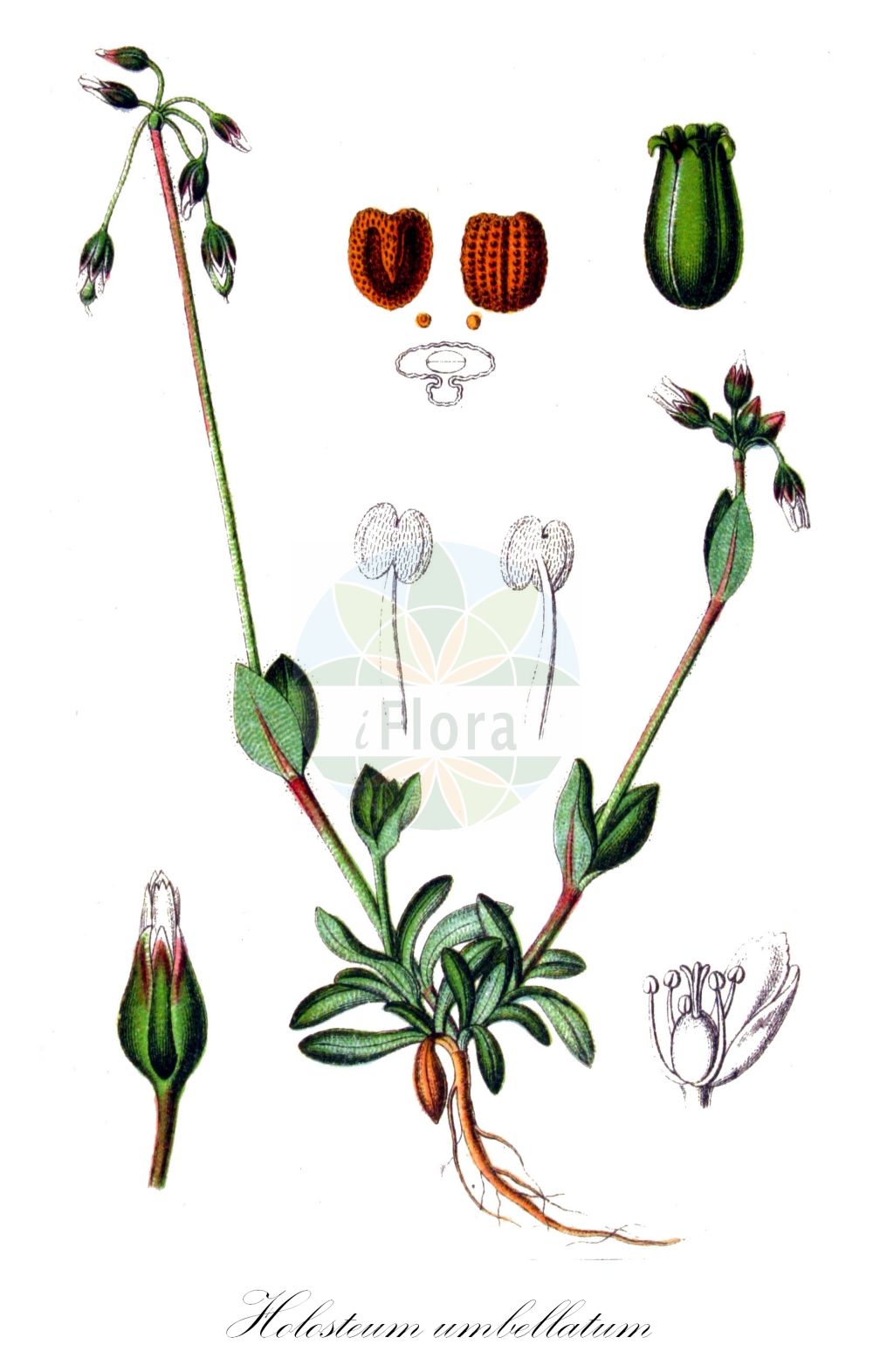 Holosteum umbellatum - Caryophyllaceae,Plantae,Pteridobiotina,Angiosperms,Caryophyllales,Caryophyllaceae,Holosteum,Holosteum umbellatum,Alsine umbellata, Arenaria umbellata, Cerastium murale, Cerastium umbellatum, Holosteum syvaschicum, Holosteum umbellatum subsp. umbellatum, Holosteum umbellatum var. oligandrum, Holosteum umbellatum var. umbellatum,Gewöhnliche Spurre;Spurre;Gewöhnliche Spurre;Doldige Spurre;Klebrige Spurre;Dolden-Spurre;Eigentliche Spurre;jagged chickweed;umbellate chickweed;umbrella spurrey;Holostée en ombelle;mignonnette;holostée;estrellada;Garofolino ad ombrella;olostegia;garofolino;galofaro di campagna;garofolina ad ombrella;heelbeen;костенец зонтичный;şeytanküpesi;holoste;holosti;štitasti plijevulj;fågelarv;skørmarve;mokrzycznik baldaszkowy;navadna vrholika;olocsán;plevel okoličnatý;cuișoriță;burinka okolíkatá;pleveľ okolíkatý;костянець зонтичний;весларка;плевул;fuglearve;sarjahärkki;штикасти плевуљ;sechichon meshunnan;סְכִיכוֹן מְשֻׁנָּן;skėtinė rieskė;ολόστεον σκιαδωτόν