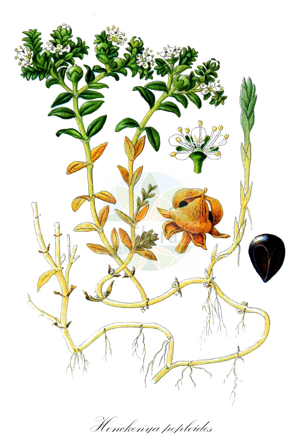 Honckenya peploides - Caryophyllaceae,Plantae,Pteridobiotina,Angiosperms,Caryophyllales,Caryophyllaceae,Honckenya,Honckenya peploides,Alsine peploides, Arenaria diffusa, Arenaria littoralis, Arenaria peploides, Arenaria portulacea, Arenaria sitchensis, Cerastium succulentum, Halianthus peploides, Halianthus peploides var. diffusus, Honckenya diffusa, Honckenya peploides subsp. diffusa, Honckenya peploides subsp. peploides, Honckenya peploides var. diffusa, Minuartia peploides,Eigentliche Salzmiere;Salzmiere;sea sandwort;seaside sandwort;seaside sandplant;pourpier de mer;honckénya faux-pourpier;zeepostelein;sapinho-de-praia;аммодения бутерлаковидная;гонкения бутерлаковидная;saltarv;vanlig saltarv;strandarve;honkenia piaskowa;hama-hakobe;ハマハコベ;merihumur;honkēnija;strandarve;suola-arho;fjöruarfi;sultingoji jūrasmiltė