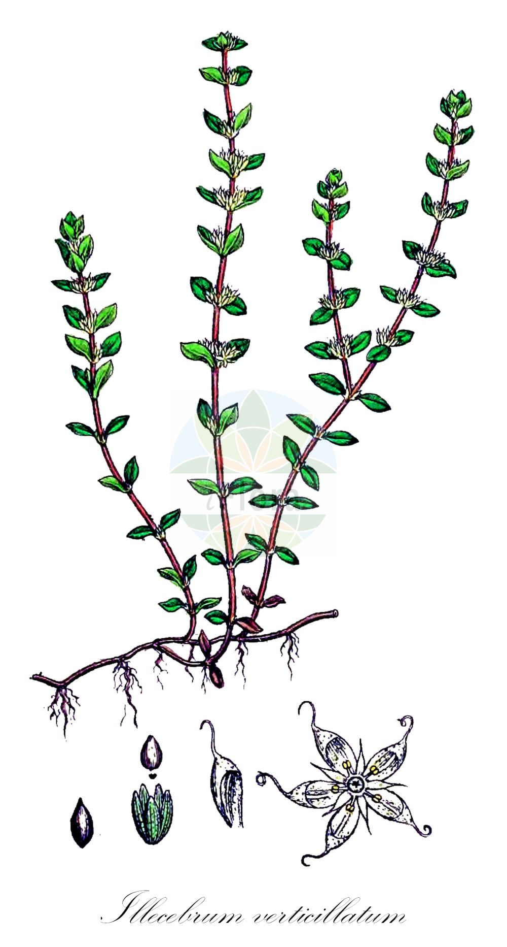 Illecebrum verticillatum - Caryophyllaceae,Plantae,Pteridobiotina,Angiosperms,Caryophyllales,Caryophyllaceae,Illecebrum,Illecebrum verticillatum,Bergeretia uliginosa,Quirlige Knorpelmiere;Knorpelblume;Quirliges Knorpelkraut;Knorpelkraut;coral-necklace;Illécèbre verticillé;illecèbre verticillé;herbe aux panaris;corrigiola verticillata;grondster;aranhões;erva-sanguinha;иллецебрум мутовчатый;glimmerört;bruskbæger;gożdzienniec okółkowy;nehtovec přeslenitý;nechtovec praslenatý;bruskbeger;rustokki;ιλλεκέβρον σπονδυλώδες
