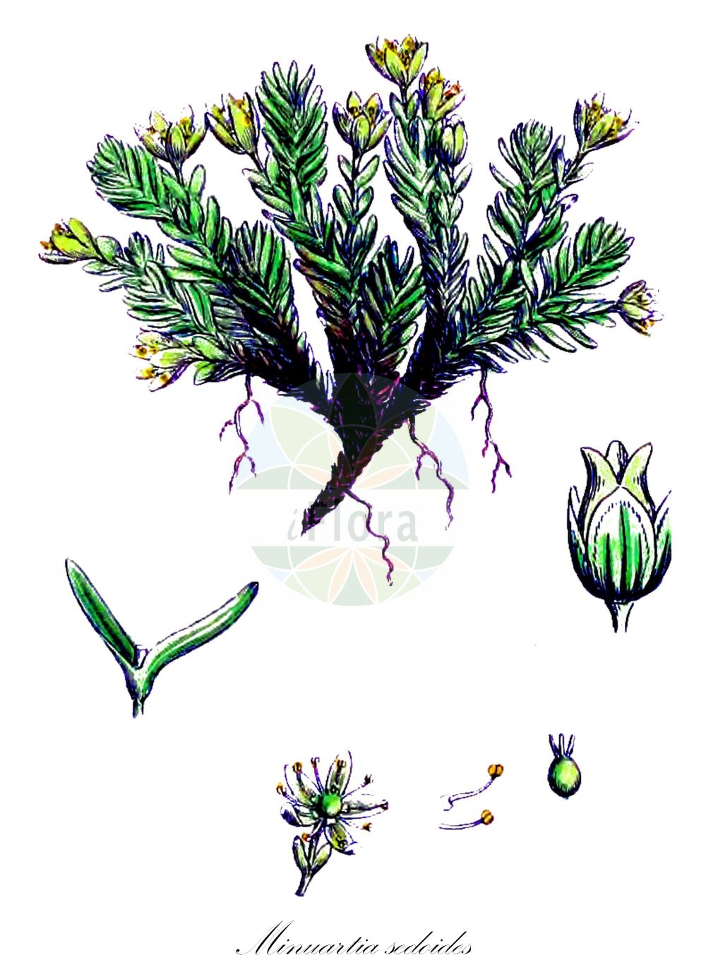 Minuartia sedoides - Caryophyllaceae,Plantae,Pteridobiotina,Angiosperms,Caryophyllales,Caryophyllaceae,Minuartia,Minuartia sedoides,Alsine canaliculata, Alsine cherleria, Alsine cherleriana, Alsine sedoides, Arenaria cherleria, Cherleria caespitosa, Cherleria sedoides,Zwerg-Miere;cyphel;mossy cyphel;mossy cyphel; dwarf cherleria;Minuartie naine;Minuartie orpin;minuartie faux-sédum;alsine faux-orpin;alsine faux-sédum;cherlérie faux-sédum;minuartie faux-orpin