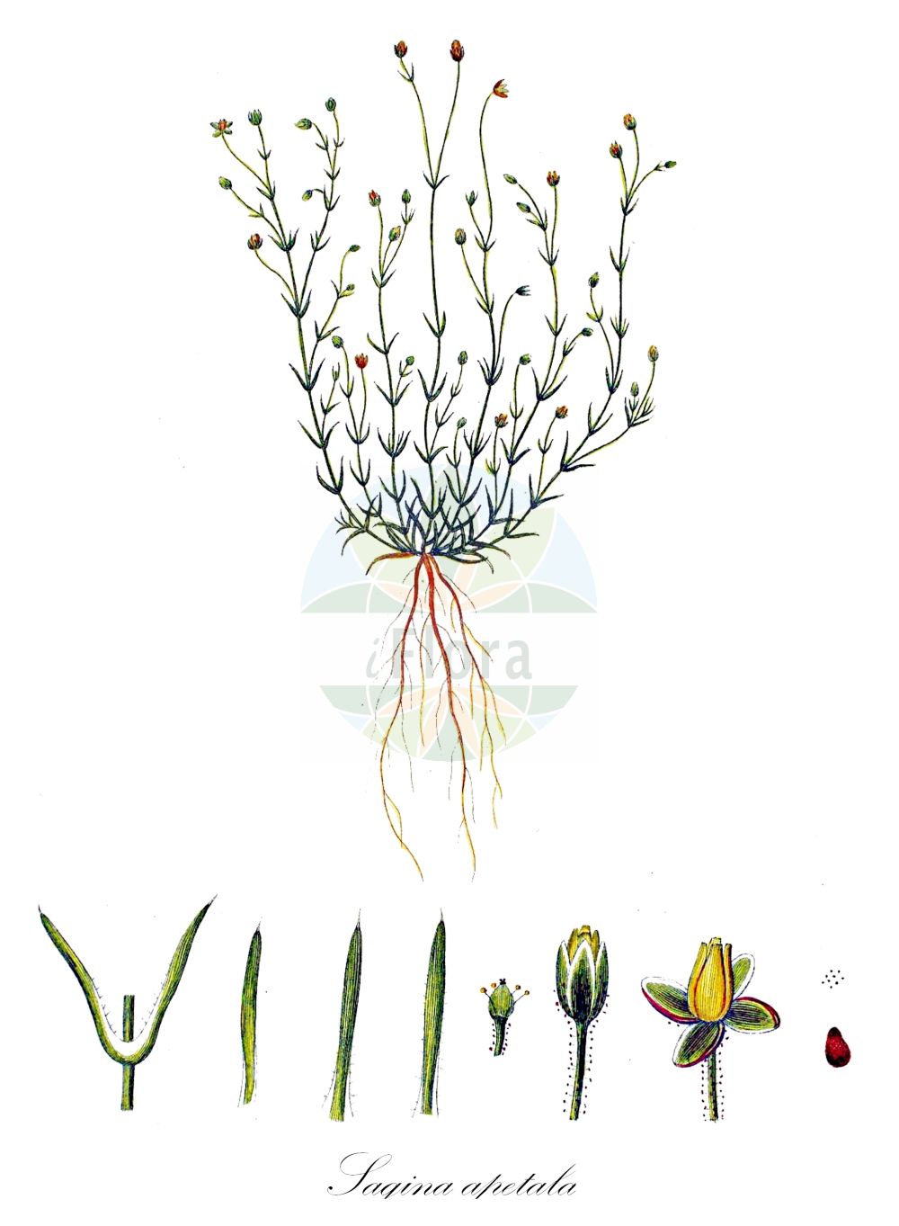 Sagina apetala - Caryophyllaceae,Plantae,Pteridobiotina,Angiosperms,Caryophyllales,Caryophyllaceae,Sagina,Sagina apetala,Alsine apetala, Alsinella apetala, Sagina apetala var. apetala, Sagina apetala var. barbata, Sagina ciliata, Sagina depressa, Sagina patula, Sagina reuteri,Wimper-Mastkraut;Aufrechtes Mastkraut;Kronloses Mastkraut;Kleinblütiges Wimper-Mastkraut;Aufrechtes Kronloses Mastkraut;Gewöhnliches Kronloses Mastkraut;Kronblattloses Mastkraut;Aufrechtes Kronblattloses Mastkraut;Gewöhnliches Kronblattloses Mastkraut;annual pearlwort;Sagine dressée;Sagine sans pétales;Sagine ciliée;sagine apétale;sagine apetala;sagina apetala;Sagina senza petali;sagina eretta;groenbloemvetmuur;tengere vetmuur;sagina-das-areias;erva-das-areias;мшанка безлепестная;мшанка мелколепестная;мшанка Шираевского;tarla saginotu;sagina pa petale;saginë;sagina apètala;bezlatična čvorika;fältnarv;hårnarv;håret firling;mark-firling;karmnik bezpłatkowy;brezvenčni pitomec;pillás zöldhúr;sziromtalan zöldhúr;úrazník bezplátečný;úrazník brvitý;úrazník brvitý bezkorunný;machovička bezkorunná;úrazník bezlístočný;моховинка безпелюсткова;дребна мъховка;hårarve;trådarve;мала мокрица;saginah ze'irah;סָגִינָה זְעִירָה;απέταλη σαγήνη;σαγίνη απέταλος;σαγίνη βλεφαριδωτή