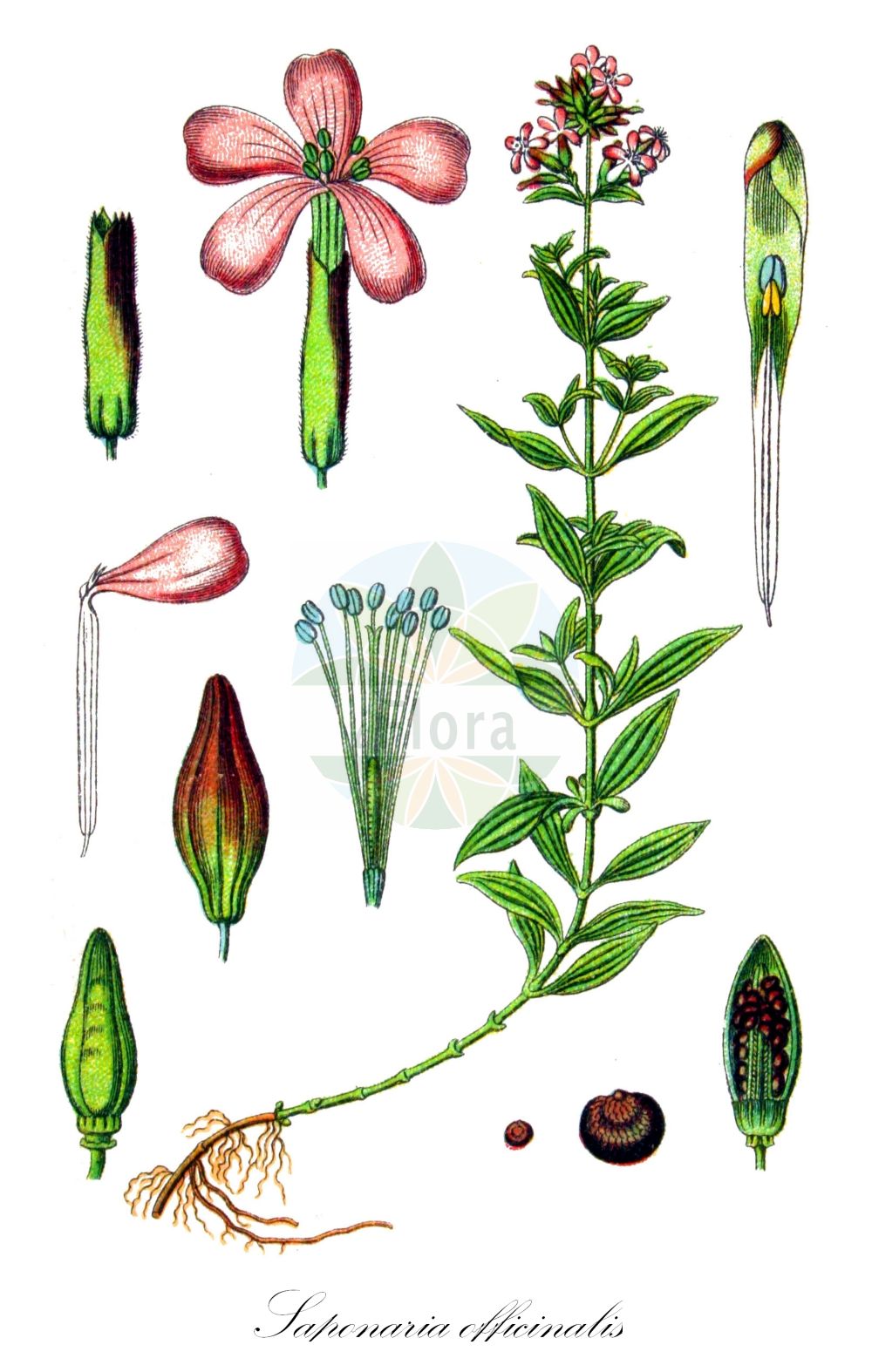 Saponaria officinalis - Caryophyllaceae,Plantae,Pteridobiotina,Angiosperms,Caryophyllales,Caryophyllaceae,Saponaria,Saponaria officinalis,Bootia saponaria, Bootia vulgaris, Lychnis officinalis, Silene saponaria,Echtes Seifenkraut;Gewöhnliches Seifenkraut;soapwort;bouncing-bet;saponaire officinale;bouncing bett;common soapwort;fuller's herb;bouncingbet;Saponaire officinale;savonnière;herbe à foulon;herbe à savon;saponaire;savonaire;jabonera comun;saponaria;hierba jabonera;jabonera común;hierba de bataneros;hierba de los jaboneros;hierba de los jabones;hierba lanaria;jabonera;Saponaria comune;cindisi;sneeuwbal-ganzevoet;gewoon weepkruid;gewoon zeepkruid;zeepkruid;saboeira-comum;erva-saboeira;saboeira;saboeira-comúm;saboneira;saponária;мыльнянка лекарственная;sabunotu;sapunqyqe;sapunqyqja mjekësore;shkumbëza e rëndomtë;herba de bugada;herba sabonera;ljekovita sapunika;snavel-zegge;vanlig såpnejlika;såpört;såpnejlika;sæbeurt;mydlnica lekarska;sabon-sō;サボンソゥ;navadna milnica;szappanfű;mydlice lékařská;odogaci;săpunariță medicinală;mydlica lekárska;мильнянка лікарська;лечебно сапунче;harilik seebilill;ārstniecības ziepjusakne;såpeurt;rohtosuopayrtti;suopayrtti;белонога сапуњача;обична сапуника;обична сапуњача;vaistinis putoklis;σαπουνόχορτο;σαπωναρία φαρμακευτική