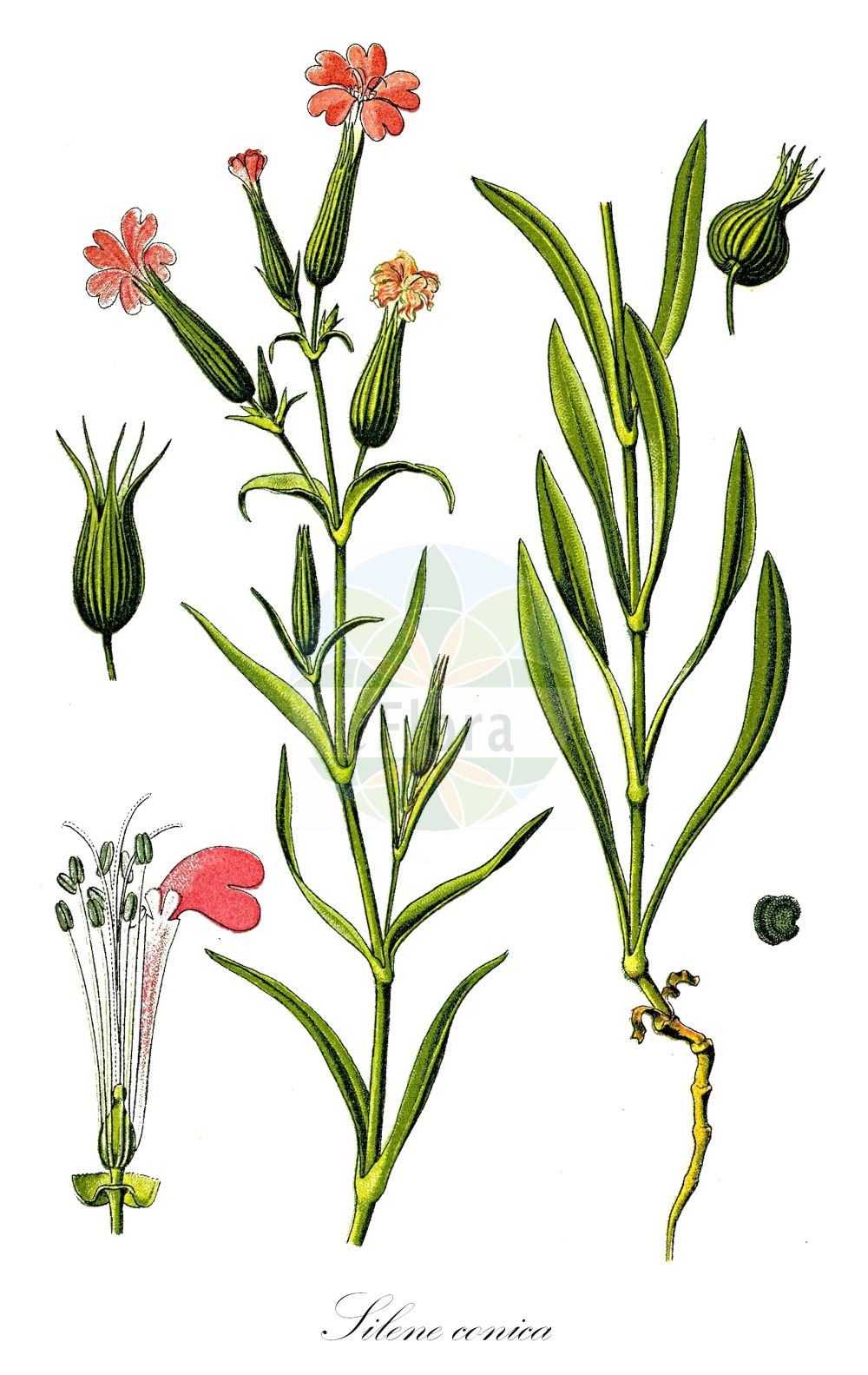 Silene conica - Caryophyllaceae,Plantae,Pteridobiotina,Angiosperms,Caryophyllales,Caryophyllaceae,Silene,Silene conica,Conosilene conica, Cucubalus conicus, Silene conica subsp. conica,Eigentliches Kegel-Leimkraut;Kegelfrüchtiges Leimkraut;Kegel-Leimkraut;sand catchfly;conical catchfly;striated catchfly;striped corn catchfly;Silène conique;collejas;colitxos;Silene conica;snärj-måra;kegelsilene;конусовка коническая;плеконакс конический;смолёвка коническая;sivri nakıl;klokëz;klokëza konike;silene cònica;čunjasta pušina;sandglim;smultron-klöver;vanlig sandglim;kegle-limurt;lepnica smukła;stožčasta lepnica;homoki habszegfű;silenka kuželovitá;silenka kužeľovitá;коническо плюскавиче;коничеста хлопка;sandsmelle;hietakohokki;σιληνή κωνική