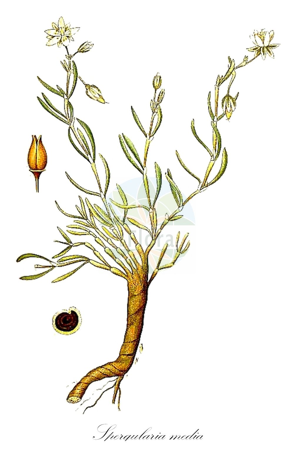 Spergularia media - Caryophyllaceae,Plantae,Pteridobiotina,Angiosperms,Caryophyllales,Caryophyllaceae,Spergularia,Spergularia media,Alsine marginata, Arenaria halophila, Arenaria heterosperma, Arenaria macrorrhiza, Arenaria marginata, Arenaria marina, Arenaria maritima, Arenaria media, Arenaria media, Arenaria spergula, Buda media, Cerastium medium, Corion medium, Lepigonum marginatum, Lepigonum marginatum var. glabra, Lepigonum marginatum var. glandulosa, Melargyra media, Spergula marginata, Spergula media, Spergularia glandulosa var. glabrifolia, Spergularia glandulosa var. glandulosa, Spergularia marginata, Spergularia maritima, Spergularia media var. media, Stipularia media, Stipularia pubescens,Flügelsamige Schuppenmiere;Flügelsamiger Spärkling;Flügel-Schuppenmiere;Strand-Schuppenmiere;Flügelsamige Schupenmiere;greater sea-spurrey;spergulaire moyenne;spergulaire marginée;media sandspurry;spergulaire intermédiaire;spergulaire marginée;spergulaire maritime;tiqui-tiqui;cominillos;spergularia media;stekel-boterbloem;stekel-kamgras;gerande schijnspurrie;zeeschijnspurrie;торичник окаймленный;kuş remilotu;espergulària marginada;koljeničica;havsnarv;vingefrøet hindeknæ;muchotrzew trwały;krilatoplodna nitnica;szárnyasmagvú budavirág;kuřinka obroubená;hrana vacii medie;pakolenec obrúbený;стелюшок середній;крилатосеменна коленчица;lääne-sõlmhein;havbendel;merisolmukki;efzarit melulah;אֶפְזָרִית מְלוּלָה;σπεργκουλάρια περίχειλος