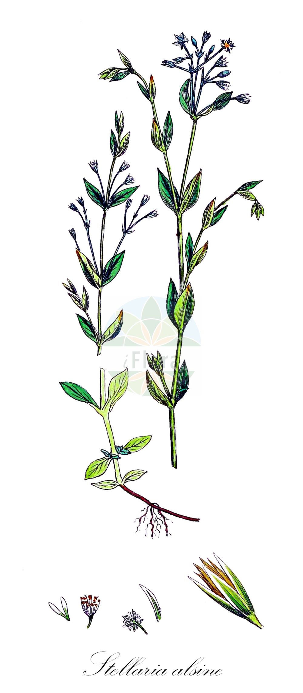 Stellaria uliginosa - Caryophyllaceae,Plantae,Pteridobiotina,Angiosperms,Caryophyllales,Caryophyllaceae,Stellaria,Stellaria uliginosa,Alsine uliginosa, Alsine uliginosa, Arenaria alsinoides, Arenaria raddiana, Stellaria alsine, Stellaria dilleniana,Quell-Sternmiere;Bach-Sternmiere;Moor-Sternmiere;bog stitchwort;bog stitchwort starwort;starwort;fausse alpine;bog starwort;bog chickweed;Stellaire alsine;Stellaire des marais;stellaire des sources;stellaire aquatique;Centocchio dei rivi;spitsaarig hardgras;moerasmuur;звездочка топяная;звездчатка топяная;estel·lària d'aiguamoll;estel·lària de font;močvarna mišjakinja;källarv;sump-fladstjerne;gwiazdnica bagienna;gwiazdnica bagnowa;nomi-no-fusuma;nominokobusuma;ノミノコブスマ;ノミノフスマ;potočna zvezdica;posványcsillaghúr;ptačinec mokřadní;hviezdica kuričkovitá;зірочник багновий;мочурна звездица;oja-tähthein;dūkstu virza;bekkestjerneblom;lähdetähtimö;bakkaarfi;liūninė žliūgė