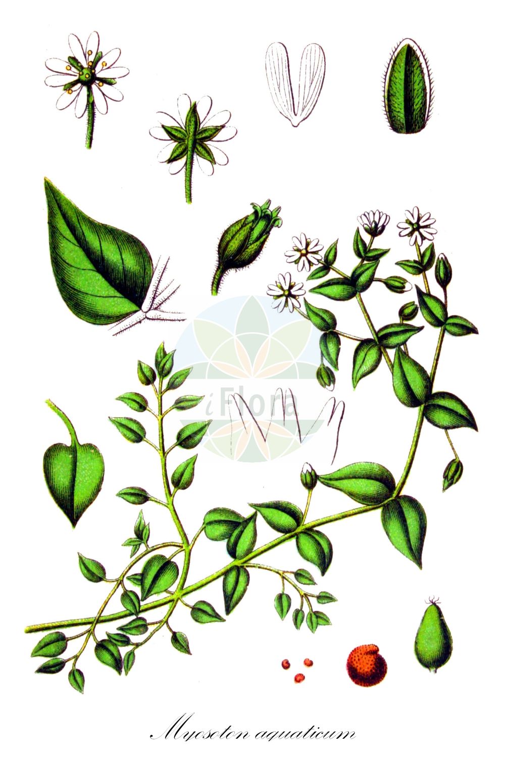 Stellaria aquatica - Caryophyllaceae,Plantae,Pteridobiotina,Angiosperms,Caryophyllales,Caryophyllaceae,Stellaria,Stellaria aquatica,Alsine aquatica, Alsine uliginosa, Cerastium aquaticum, Cerastium aquaticum, Cerastium deflexum, Cerastium maximum, Cerastium petiolare, Cerastium scandens, Larbrea aquatica, Malachium aquaticum, Malachium calycinum, Myosanthus aquaticus, Myosoton aquaticum,Wasser-Sternmiere;Wasserdarm;Wasser-Miere;Wassermiere;water chickweed;water starwort;water stitchwort;giantchickweed;Stellaire aquatique;malachie aquatique;céraiste d'eau;céraiste aquatique;malaquie aquatique;myosoton aquatique;Centocchio aquatico;buddelina d'acqua;centocchio acquatico;watermuur;мягковолосник водный;мягковолосник водяной;vergelotu;miosoton;morró d'aigua;vodena mokrica;sprödarv;kløvkrone;kościenica wodna;ushi-hakobe;ウシハコベ;navadna mokrica;vízicsillaghúr;křehkýš vodní;pleșkaiță de apă;mäkkuľa vodná;слабник водяний;мокрица;vesitähthein;ūdensvirza;sprøarve;vata;vandeninis pastenis;μυόσωτον υδροχαρές