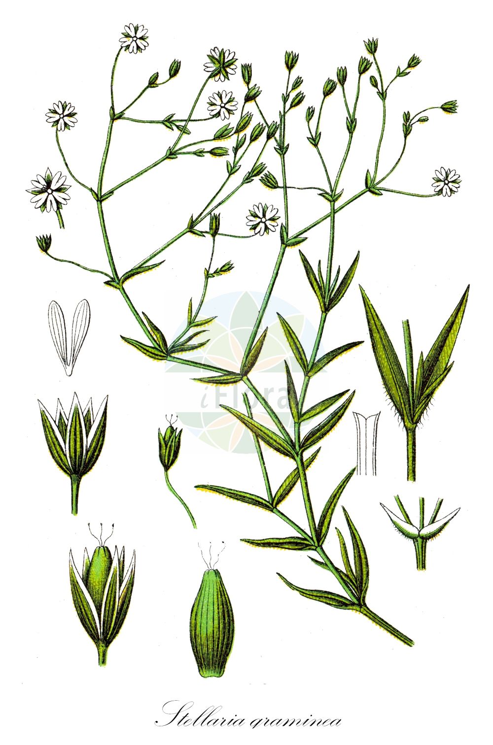 Stellaria graminea - Caryophyllaceae,Plantae,Pteridobiotina,Angiosperms,Caryophyllales,Caryophyllaceae,Stellaria,Stellaria graminea,Alsine graminea, Cerastium gramineum, Stellaria graminea var. graminea, Stellaria gramineoides, Stellaria patentifolia, Stellularia graminea,Gras-Sternmiere;Grasmiere;lesser stitchwort;common starwort;grass-leaved stitchwort starwort;starwort;mouron des champs;grass-leaved stitchwort;little starwort;grass-like starwort;Stellaire graminée;étoilette graminée;genouillée;stellaire à feuilles de graminée;estelaria;Centocchio gramignola;grasmuur;spinazie-zuring;звездочка злачная;звездчатка злаковидная;пьяная трава;cücübarsağı;stelara gramore;stelare;yllëzi graminorëve;rèvola menuda;travolika mišjakinja;spik-vallmo;grässtjärnblomma;græsbladet fladstjerne;gwiazdnica trawiasta;karafutohosobahakobe;カラフトホソバハコベ;travnata zvezdica;pázsitos csillaghúr;réti csillaghúr;ptačinec trávovitý;rocoțel gramineu;hviezdica trávovitá;зірочник злаковидний;зірочник п'яне сіно;бяла звездица;тревна звездица;oras-tähthein;zāļlapu virza;grasstjerneblom;heinätähtimö;akurarfi;дуголисна мишјакиња;пруголисна мишјакиња;siaurlapė žliūgė;στελλάρια γραστιδόμορφος