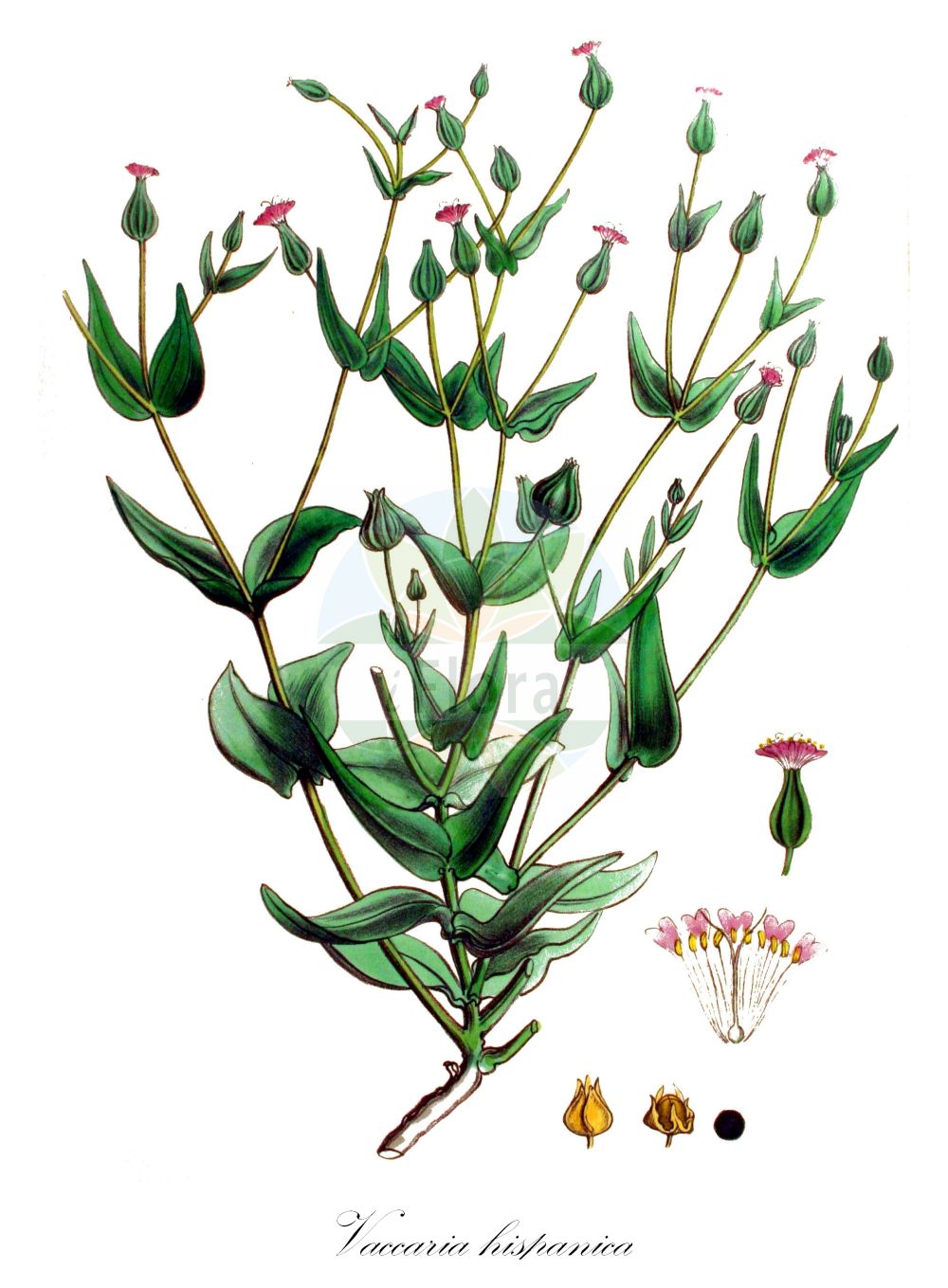 Vaccaria hispanica - Caryophyllaceae,Plantae,Pteridobiotina,Angiosperms,Caryophyllales,Caryophyllaceae,Vaccaria,Vaccaria hispanica,Dianthus inclusus, Gypsophila vaccaria, Gypsophila vaccaria, Saponaria hispanica, Saponaria oxydonta, Saponaria segetalis, Saponaria vaccaria, Saponaria vaccaria var. grandiflora, Vaccaria grandiflora, Vaccaria parviflora, Vaccaria perfoliata, Vaccaria pyramidalis, Vaccaria pyramidata, Vaccaria pyramidata subsp. grandiflora, Vaccaria pyramidata var. grandiflora, Vaccaria segetalis, Vaccaria vulgaris,Saat-Kuhnelke;Kuhkraut;Kuhnelke;cowherb;cowcockle;saponaire des vaches;bladder soapwort;cow basil;cow soapwort;Vaccaire d'Espagne;vaccaire;saponaire des vaches;gypsophile des vaches;vachère;hierba de vaca;colleja borde;collejas;collejones;teta de vaca;teta de vaca boba;Cetino dei campi;saponaria pentagona;cetino;erba perfogliata;koekruid;тысячеголов испанский;тысячеголов посевной;ekinebesi;lule vishnje;vakare;vacària;sapunika crljena;åkernejlika;konellike;krowiziól zbożowy;doukansō;ドウカンソウ;dôkan-sô;vakkaria;ウァッカリア;drobnocvetna kravsa;velecvetna kravsa;tinóöröm;tinószegfű;kravinec jehlancovitý;kravinec španělský;floarea călugărului;văcariță spaniolă;kraviarka ihlanovitá;kraviarka obilná;стоголовник посівний;калугерка;põld-lehmalill;Spānijas vakārija;kunellik;toukokukka;kúajurt;обични кравајац;обични пукнез;sabbonit hassadeh;סַבּוֹנִית הַשָּׂדֶה;kalkenė braškutė;βακκάρια;βακκαρία πυραμιδοειδής;mài lán cài;麦蓝菜