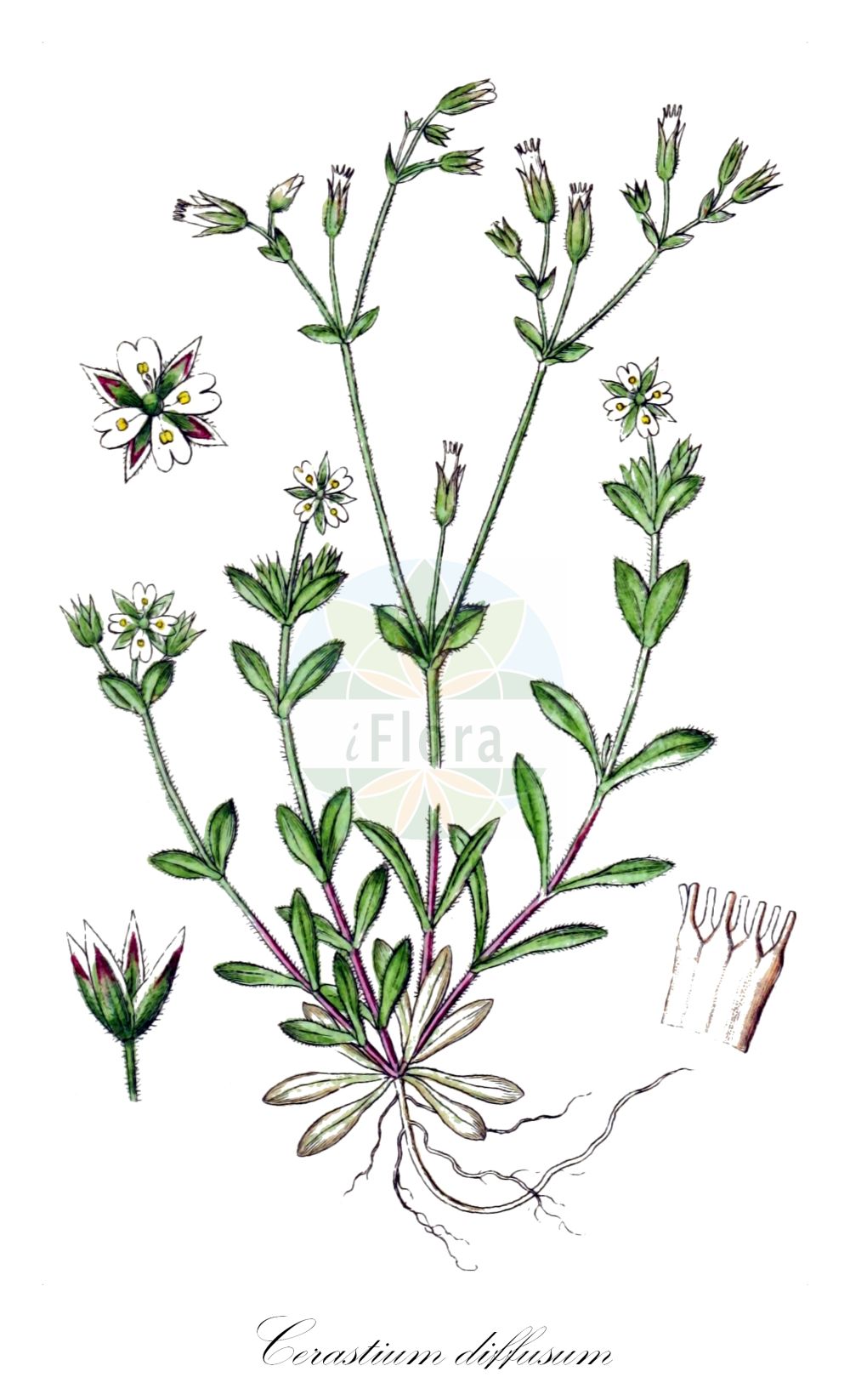 Cerastium diffusum - Caryophyllaceae,Plantae,Pteridobiotina,Angiosperms,Caryophyllales,Caryophyllaceae,Cerastium,Cerastium diffusum,Alsinanthus diffusus, Alsine tetrandra, Cerastium alsinoides, Cerastium atrovirens, Cerastium diffusum var. diffusum, Cerastium diffusum var. palaui, Cerastium diffusum var. sennenii, Cerastium pentandrum subsp. tetrandrum, Cerastium pumilum subsp. tetrandrum, Cerastium tetrandrum, Esmarchia cerastoides,Viermänniges Hornkraut;sea mouse-ear;dark-green mouse-ear chickweed;sea mouse-ear chickweed;fourstamen chickweed;céraiste à quatre étamines;céraiste diffus;peverina a quattro stili;scheve hoornbloem;ясколка раскидистая;dört boynuzotu;rožac;västkustarv;firehannet hønsetarm;kystarve