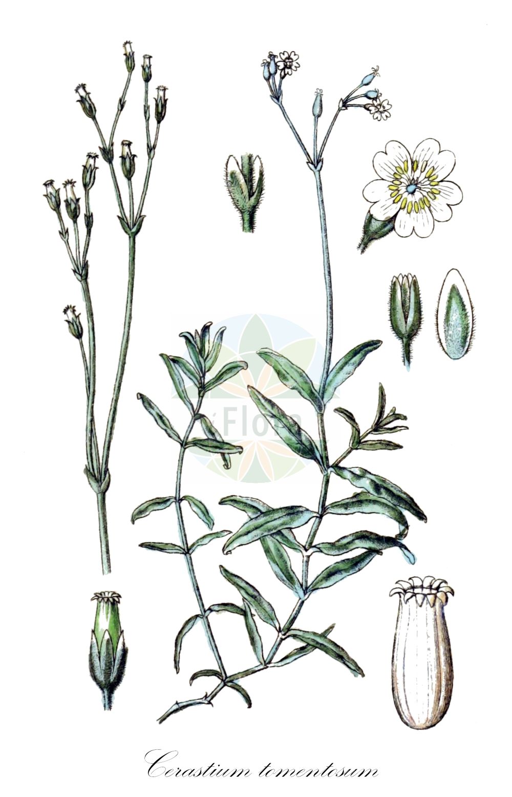 Cerastium tomentosum - Caryophyllaceae,Plantae,Pteridobiotina,Angiosperms,Caryophyllales,Caryophyllaceae,Cerastium,Cerastium tomentosum,Alsine tomentosa, Cerastium album, Cerastium bosniacum, Cerastium columnae, Cerastium decalvans, Cerastium elatum, Cerastium hybridum, Cerastium longifolium, Cerastium repens, Myosotis lanata,Filziges Hornkraut;snow-in-summer;dusty miller;céraiste tomenteux;Céraiste tomenteux;céraiste cotonneux;Peverina tomentosa;spits-kool;viltige hoornbloem;neve-no-verão;ясколка войлочная;ak boynuzotu;cerast;pustenasti rožac;silverarv;filtet hønsetarm;rogownica kutnerowata;polstena smiljka;molyhos madárhúr;rožec plstnatý;lâna caprelor;rožec plstnatý;filtarve;sølvarve;hopeahärkki