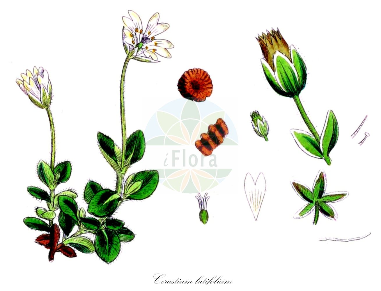 Cerastium latifolium - Caryophyllaceae,Plantae,Pteridobiotina,Angiosperms,Caryophyllales,Caryophyllaceae,Cerastium,Cerastium latifolium,Alsine latifolia, Cerastium biadegii, Cerastium flexuosum, Cerastium glaciale, Cerastium glutinosum, Cerastium latifolium subsp. biadegii, Cerastium macranthum, Cerastium subacaule, Cerastium wahlenbergii,Breitblättriges Hornkraut;broad-leaved mouse-ear chickweed;Céraiste à larges feuilles;Peverina latifoglia;rogownica szerokolistna