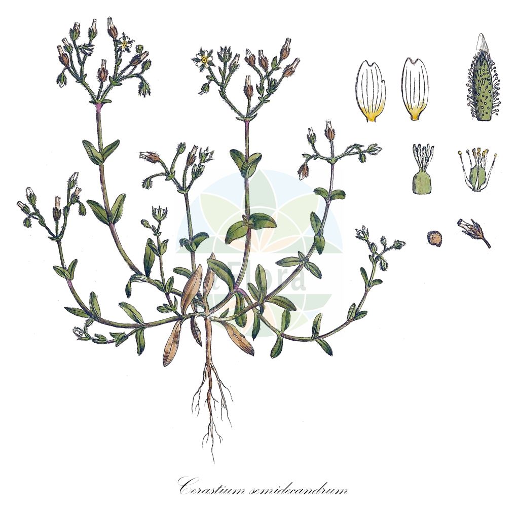 Cerastium semidecandrum - Caryophyllaceae,Plantae,Pteridobiotina,Angiosperms,Caryophyllales,Caryophyllaceae,Cerastium,Cerastium semidecandrum,Alsine pellucida, Centunculus semidecandrus, Cerastium arenarium, Cerastium balearicum, Cerastium breviflorum, Cerastium dentatum, Cerastium dentatum, Cerastium dolosum, Cerastium fallax, Cerastium geniculatum, Cerastium heterotrichum, Cerastium holosteiforme, Cerastium loefflingii, Cerastium macilentum, Cerastium obtusifolium, Cerastium pallidum, Cerastium pellucidum, Cerastium pentandrum, Cerastium peplidifolium, Cerastium rotundatum, Cerastium semidecandrum f. dolsum, Cerastium semidecandrum subsp. balearicum, Cerastium semidecandrum subsp. dentatum, Cerastium semidecandrum subsp. macilentum, Cerastium semidecandrum var. dentatum, Cerastium semidecandrum var. sennenii, Cerastium viscidum, Myosotis semidecandra,Fünfmänniges Hornkraut;Sand-Hornkraut;little mouse-ear;five-stamen mouse-ear chickweed;little mouse-ear chickweed;fivestamen chickweed;Céraiste à cinq étamines;petit céraiste;céraiste des Baléares;céraiste des sables;céraiste variable;Peverina annuale;cencio peloso;peverina a cinque stami;peverina della Baleari;spons-komkommer;zandhoornbloem;rato-castanho;ясколка балеарская;ясколка зубчатая;ясколка пятитычинковая;çengel boynuzotu;cerast;cerasti semidecandre;svinuti rožac;split-ganzevoet;vårarv;femhannet hønsetarm;rogownica pięciopręcikowa;mala smiljka;békamadárhúr;homoki madárhúr;rožec pětimužný;struna cucoșului pentandră;rožec pätmužný;rožec päťtyčinkový;роговик зубчастий;роговик круглолистий;роговик різноволосий;петтичинков рожец;kevad-kadakker;piecputekšņlapu radzene;vårarve;mäkihärkki;ситан тичинац;ситни тичинац;penkiakuoke glažutė;κεράστιον ημιδέκανδρον