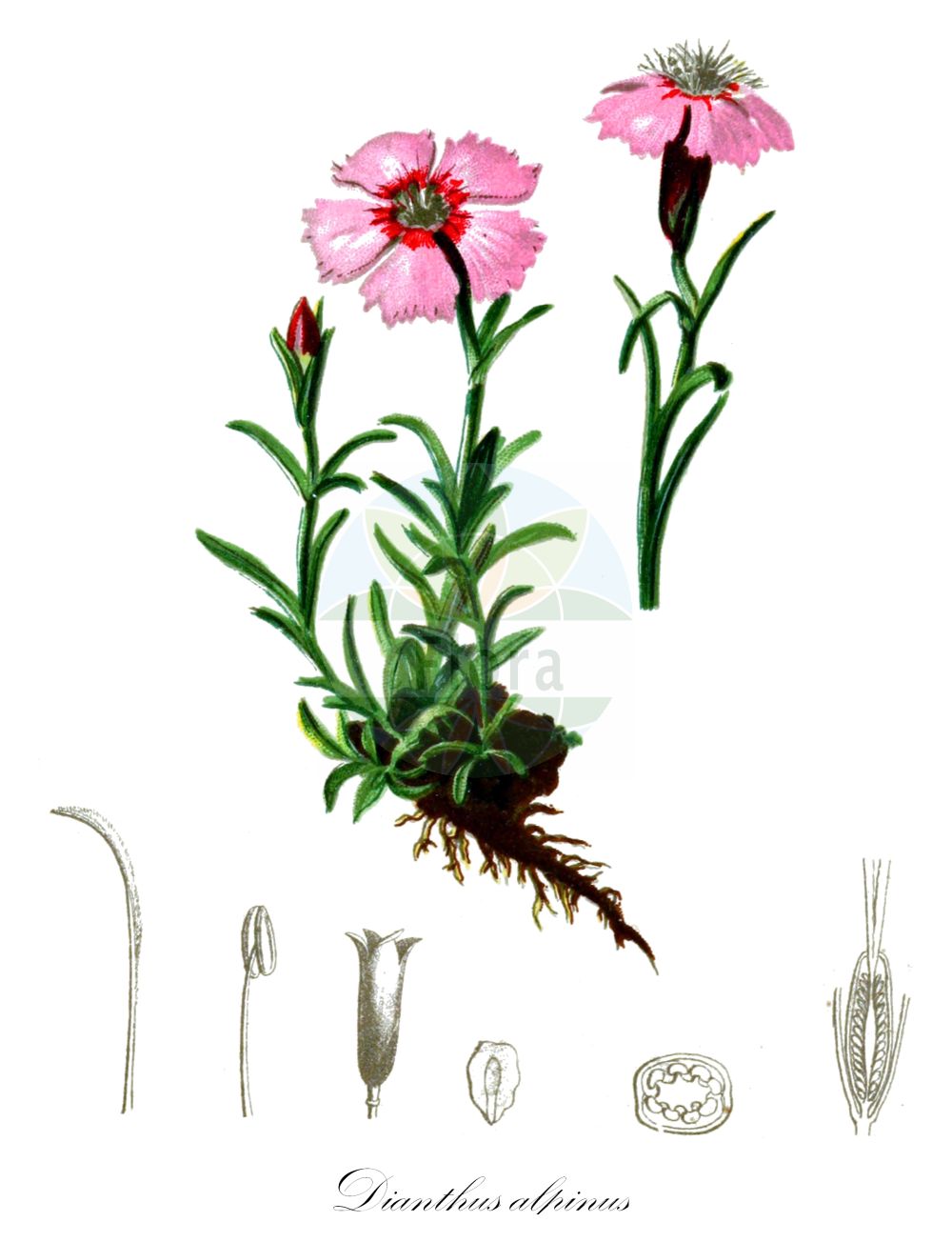 Dianthus alpinus - Caryophyllaceae,Plantae,Pteridobiotina,Angiosperms,Caryophyllales,Caryophyllaceae,Dianthus,Dianthus alpinus,Dianthus alpinus var. meyeri,Ostalpen-Nelke;Alpen-Nelke;oeillet des Alpes;clavel de los Alpes;garofano alpino;alpenanjer;альпийская гвоздика;гвоздика альпийская;alpnejlika