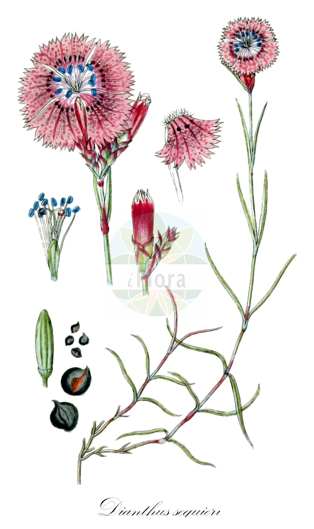 Dianthus seguieri - Caryophyllaceae,Plantae,Pteridobiotina,Angiosperms,Caryophyllales,Caryophyllaceae,Dianthus,Dianthus seguieri,Cylichnanthus ciliatus, Dianthus asper, Dianthus asper var. angustifolius, Dianthus seguieri f. longibracteatus, Dianthus seguieri subsp. pseudocollinus, Dianthus seguieri var. asper, Dianthus seguieri var. subaggregatus, Dianthus seguieri var. viscidus, Dianthus subaggregatus, Dianthus sylvaticus var. pseudocollinus, Silene seguieri,Busch-Nelke;Séguiers Nelke;ragged pink;Oeillet de Séguier;Garofano di Séguier;гвоздика Сегю;çayır karanfili