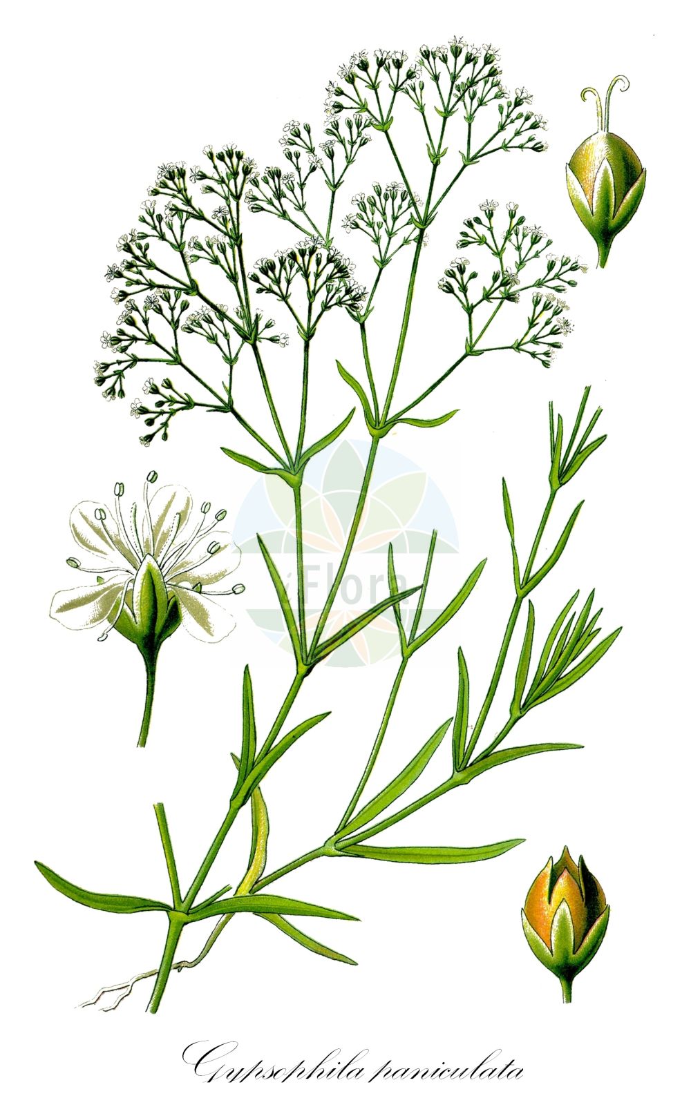 Gypsophila paniculata - Caryophyllaceae,Plantae,Pteridobiotina,Angiosperms,Caryophyllales,Caryophyllaceae,Gypsophila,Gypsophila paniculata,Arrostia paniculata, Gypsophila effusa, Gypsophila hungarica, Gypsophila manginii, Gypsophila paniculata var. adenopoda, Gypsophila paniculata var. paniculata, Gypsophila parviflora, Gypsophila tatarica,Rispiges Gipskraut;Schleier-Gipskraut;Rispen-Gipskraut;Schleierkraut;baby's-breath;perennial baby's-breath;tall baby's-breath;gypsophile paniculée;oeillet d'amour;maiden's breath;tall gypsophila;Gypsophile paniculée;velo de novia;gisófila;Gipsofila comune;velo da sposa;bruidssluier;snitt-selleri;pluimgipskruid;gipsofila;mosquitinho;cravo-de-amor;гипсофила метельчатая;качим метельчатый;salkım çöven;brudslöja;brudeslør;flerårig brudeslør;gipsówka wiechowata;łyszczec wiechowaty;buglyos fátyolvirág;šater latnatý;gypsomilka metlinatá;šater latnatý;лещиця волотиста;метличеста мишорка;pööris-kipslill;skarainā ģipsene;brudeslør;morsiusharso;метличаста шушуљка;muilinė guboja;yuán zhuī shí tou huā;圆锥石头花