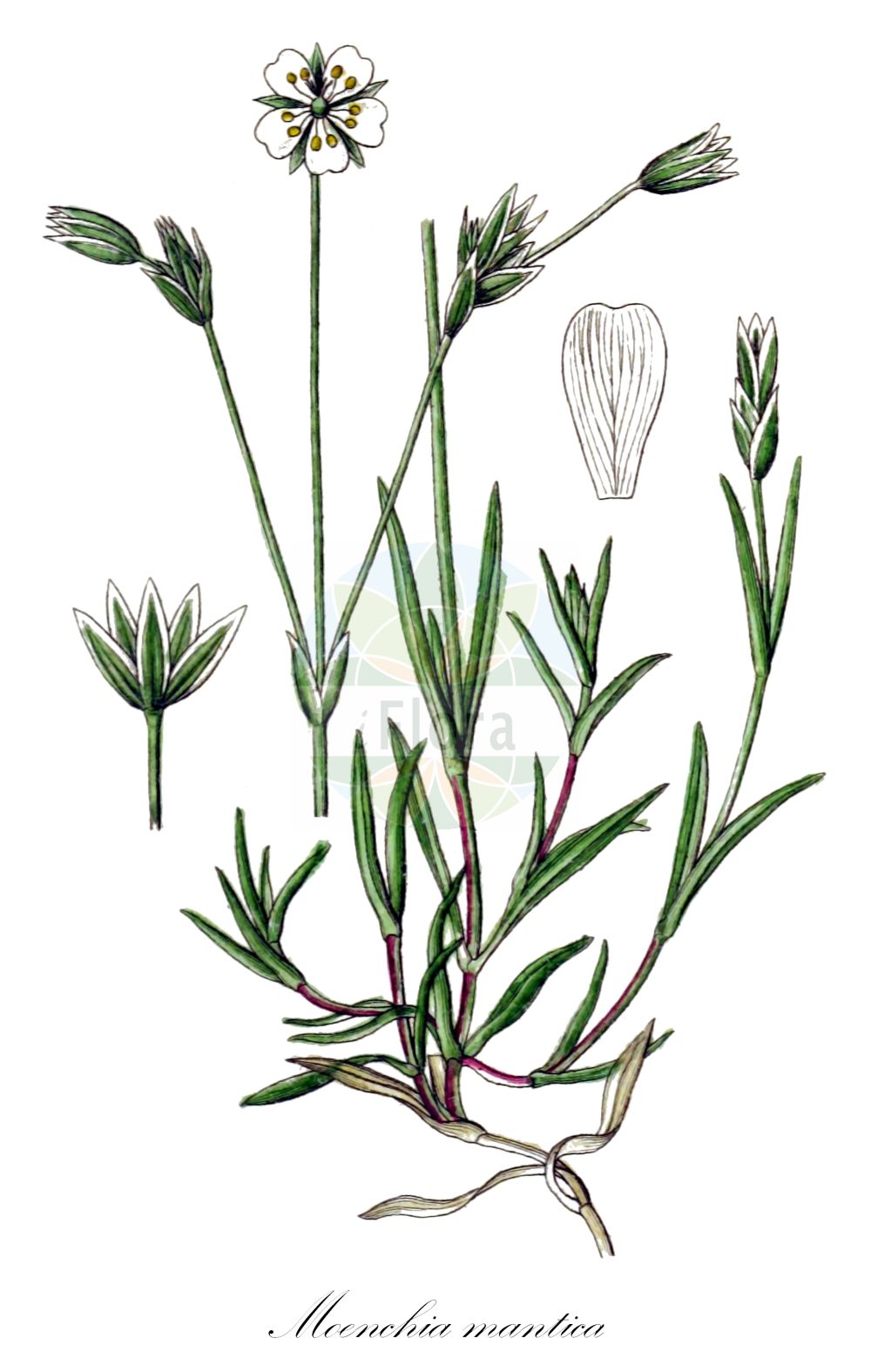 Moenchia mantica - Caryophyllaceae,Plantae,Pteridobiotina,Angiosperms,Caryophyllales,Caryophyllaceae,Moenchia,Moenchia mantica,Alsine mantica, Cerastium glaucum, Cerastium manticum, Malachium manticum, Stellaria mantica,Fünfzählige Weißmiere;Verona-Weißmiere;Moenchie de Vérone;Peverina di Mantico;dördüzotu;mënka si trajsë;mënkë;obrubljena mašanka;styvarv;menchia mantejska;peteroštevna prženka;rigószegfű;bělička mantická;moenchia južná;обикновен поверка;поревка;обична машанка;пешчанка;μοιγχία σακκοειδής