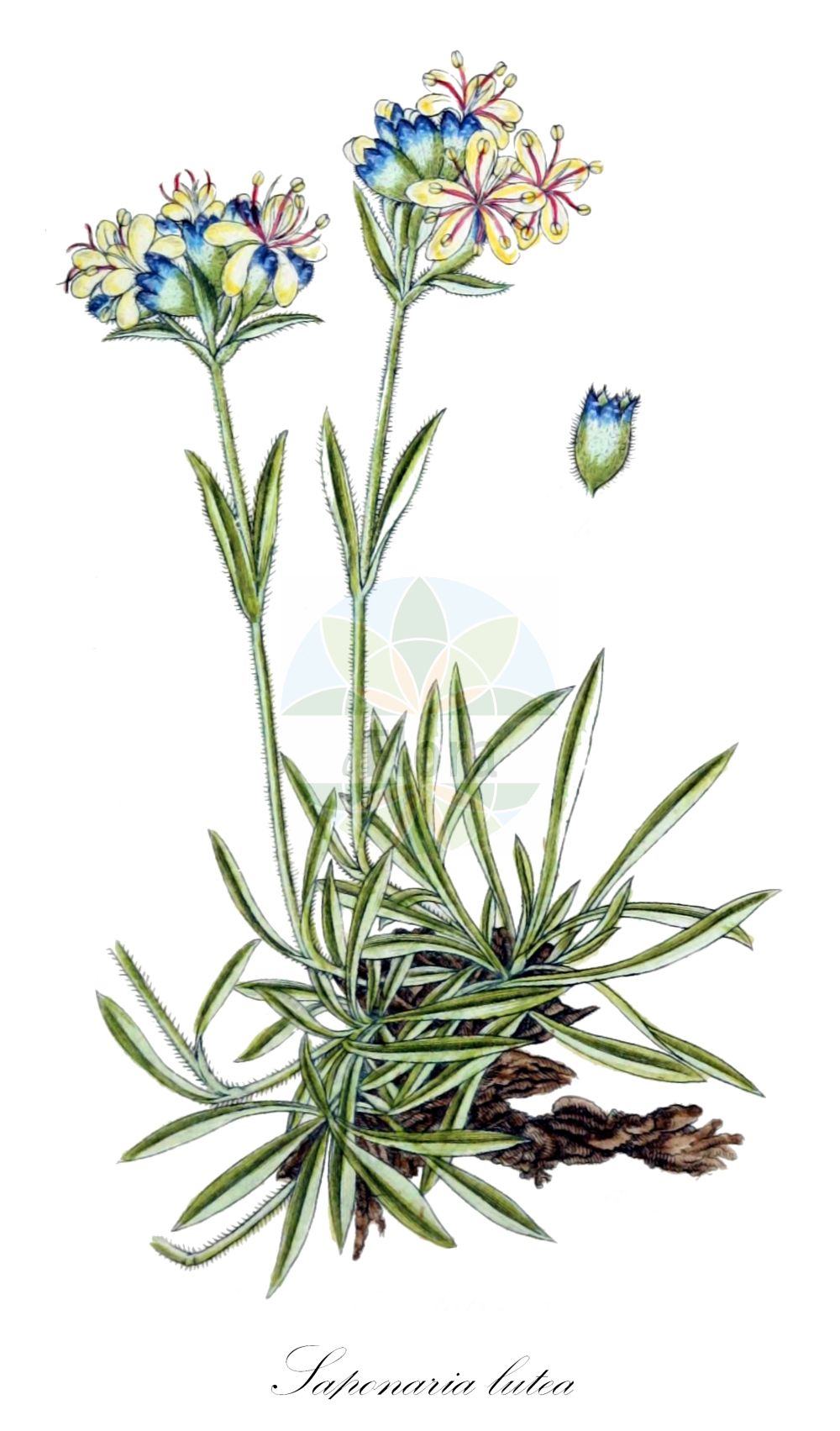 Saponaria lutea - Caryophyllaceae,Plantae,Pteridobiotina,Angiosperms,Caryophyllales,Caryophyllaceae,Saponaria,Saponaria lutea,Gelbes Seifenkraut;Saponaire jaune;Saponaria gialla;мыльнянка желтая