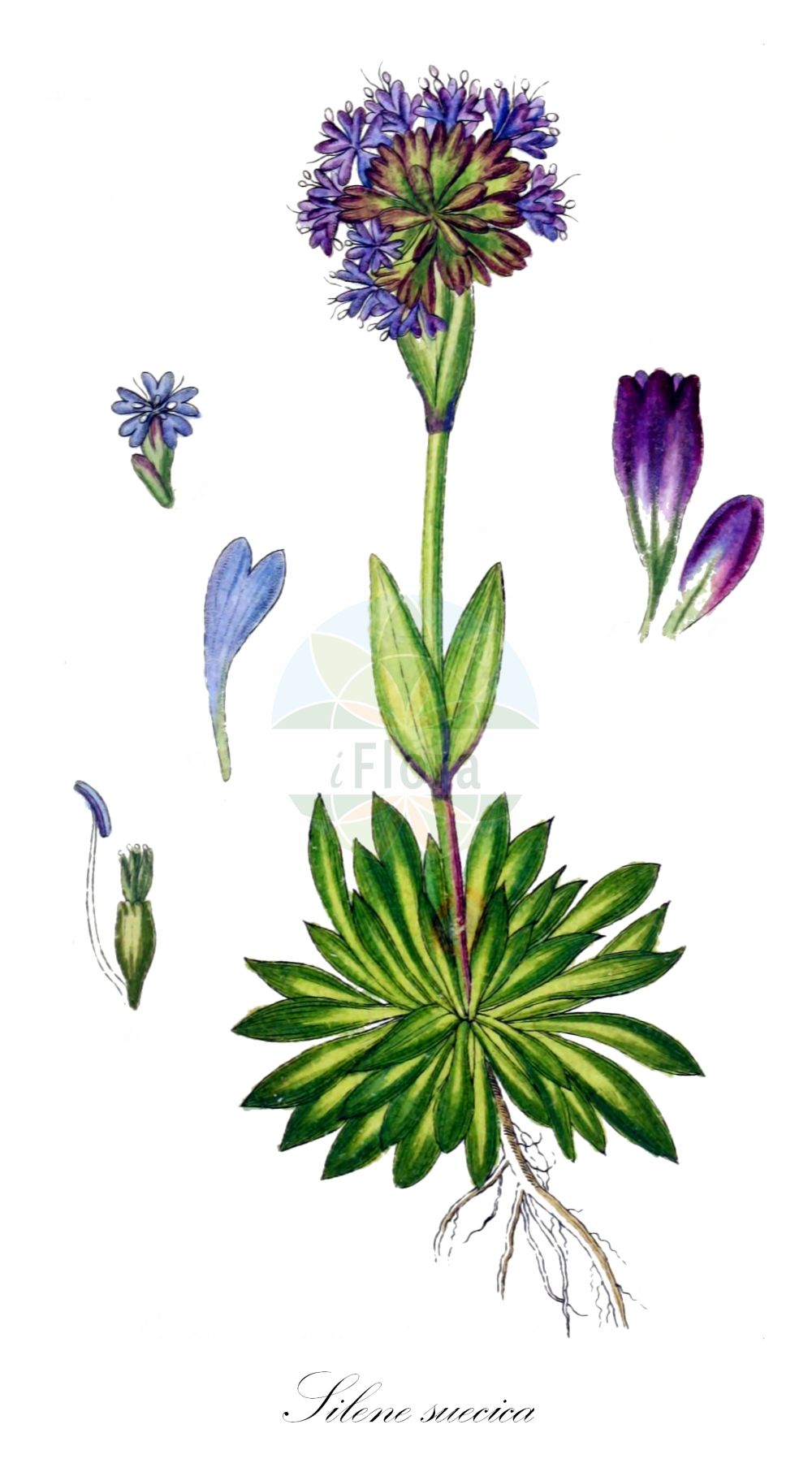 Silene suecica - Caryophyllaceae,Plantae,Pteridobiotina,Angiosperms,Caryophyllales,Caryophyllaceae,Silene,Silene suecica,Agrostemma alpina, Agrostemma suecica, Lychnis alpina, Lychnis suecica, Steris alpina, Viscaria alpina,Alpen-Pechnelke;alpine catchfly;alpine pink;lychnide alpine;Silène de Suède;Viscaire des Alpes;lychnide des Alpes;lychnis des Alpes;Crotonella alpina;смолка альпийская;licnis alpina;fjällnejlika;Alpe-tjærenellike;fjelltjæreblom;pikkutervakko;ljósberi