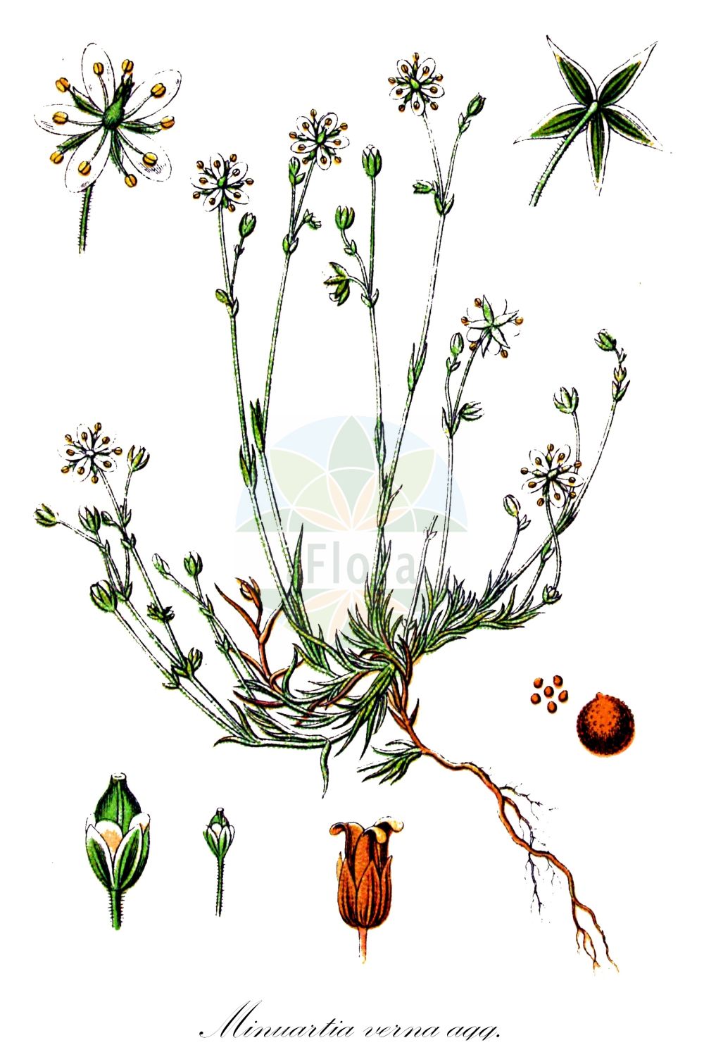 Minuartia - Caryophyllaceae,Biota,Plantae,Pteridobiotina,Tracheophyta,Magnoliopsida,Caryophyllales,Caryophyllaceae,Minuartia,Alsinanthe, Alsine, Alsinopsis, Phlebanthia, Queria, Xeralsine