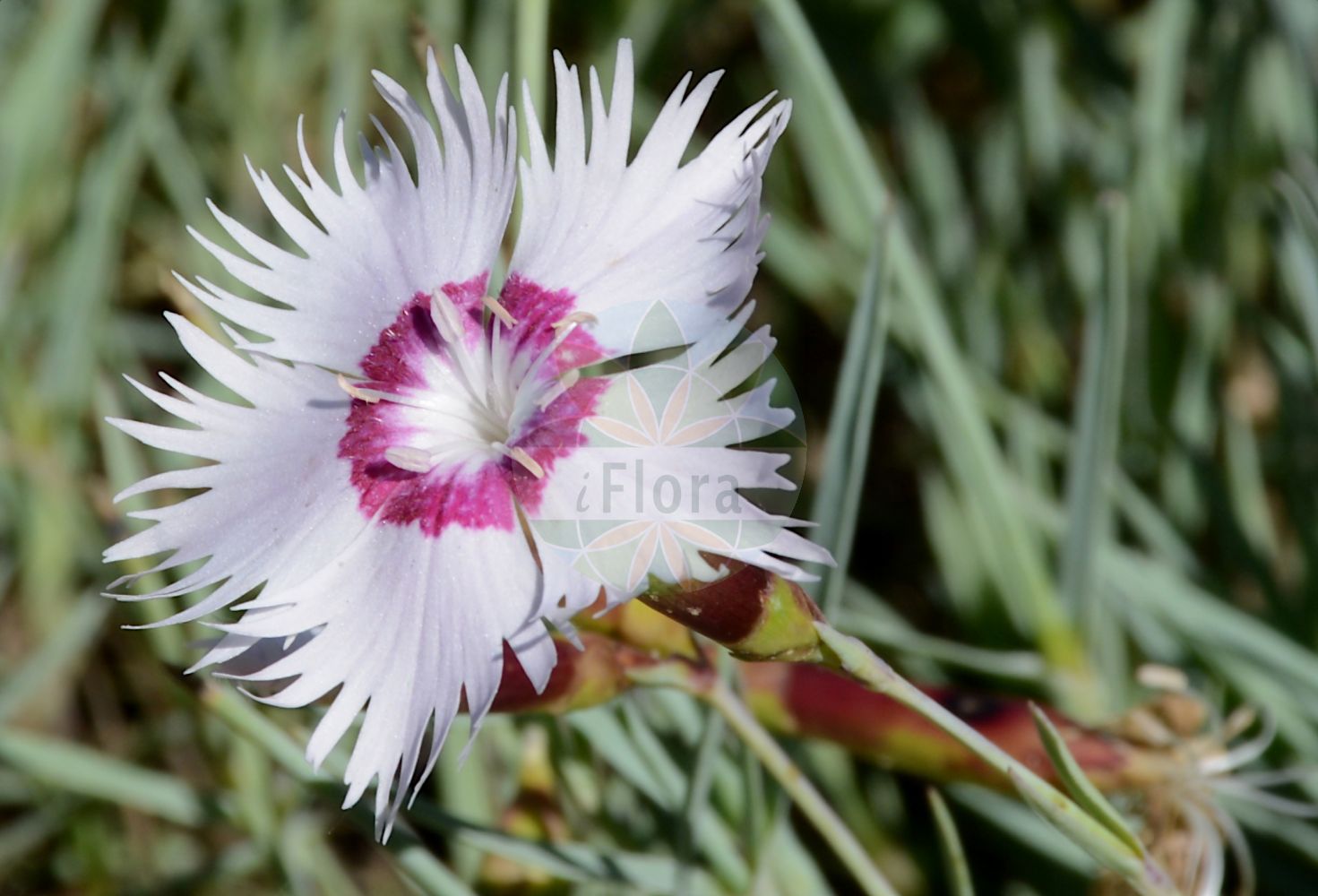 Dianthus plumarius - Caryophyllaceae,Plantae,Pteridobiotina,Angiosperms,Caryophyllales,Caryophyllaceae,Dianthus,Dianthus plumarius,Caryophyllus plumarius, Cylichnanthus plumarius, Dianthus blandus, Dianthus dubius, Dianthus dubius, Dianthus hoppei, Dianthus hortensis, Dianthus neilreichii, Dianthus odoratus, Dianthus plumarius var. blandus, Dianthus plumarius var. hortensis, Dianthus plumarius var. parviflorus, Dianthus plumarius var. portensis, Dianthus portensis, Plumaria vulgaris, Silene plumaria, Tunica plumaria