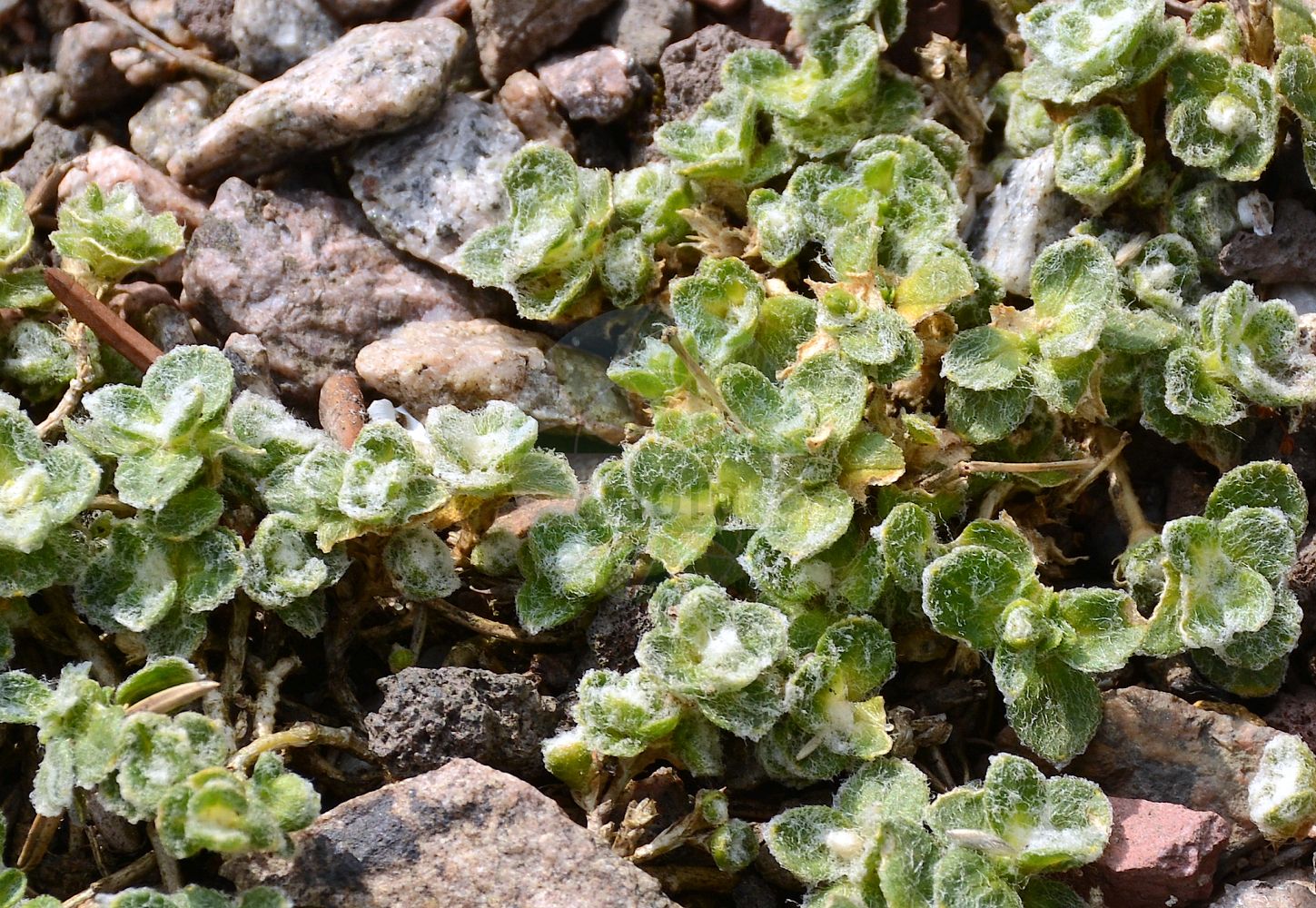 Cerastium alpinum - Caryophyllaceae,Plantae,Pteridobiotina,Angiosperms,Caryophyllales,Caryophyllaceae,Cerastium,Cerastium alpinum,Alsine alpina, Cerastium acutifolium, Cerastium alpinum f. pulvinata, Cerastium alpinum subsp. alpinum, Cerastium alpinum subsp. aquaticum, Cerastium alpinum subsp. babiogorense, Cerastium alpinum var. alpinum, Cerastium alpinum var. aquaticum, Cerastium alpinum var. glanduliferum, Cerastium alpinum var. sordidum, Cerastium alpinum var. vestitum, Cerastium arvense var. alpinum, Cerastium atratum, Cerastium bombycinum, Cerastium hirsutum, Cerastium laniferum, Cerastium lanuginosum, Cerastium latifolium, Cerastium microphyllum, Cerastium rotundifolium, Cerastium saxatile, Cerastium viscosissimum,Eigentliches Alpen-Hornkraut;Alpen-Hornkraut;Gewöhnliches Alpen-Hornkraut;Wolliges Alpen-Hornkraut;Wolliges Hornkraut;Alpen-Hornkraut;alpine mouse-ear;shetland mouse-ear;arctic mouse-ear;alpine mouse-ear chickweed;céraiste alpin;alpine chickweed;Céraiste des Alpes;céraiste alpin;pamplinillas de los borreguiles;pamplinillas de roca;Peverina alpina;ясколка альпийская;alp boynuzotu;cerast;cerasti alpí;fjällarv;vanlig fjällarv;almindelig fjeldhønsetarm;fjeld-hønsetarm;rogownica alpejska;cornuţ de munte;роговик шорстистий;алпийски рожец;mägi-kadakkaer;fjellarve;tunturihärkki;músareyra