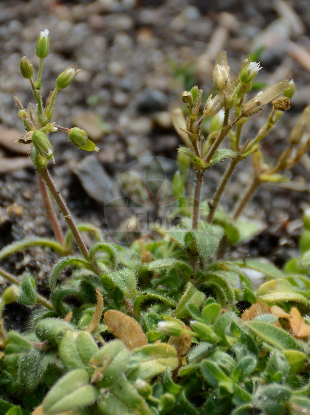 Cerastium pumilum - Caryophyllaceae,Plantae,Pteridobiotina,Angiosperms,Caryophyllales,Caryophyllaceae,Cerastium,Cerastium pumilum,Cerastium algericum, Cerastium diffusum subsp. subtetrandrum, Cerastium pumilum f. subtetrandroides, Cerastium pumilum f. subtetrandrum, Cerastium pumilum var. pumilum, Cerastium subtetrandrum, Cerastium ucrainicum, Cerastium varians,Dunkles Zwerg-Hornkraut;Niedriges Hornkraut;Dunkles Hornkraut;dwarf mouse-ear;sticky mouse-ear chickweed;Céraiste nain;céraiste visqueux;céraiste variable;Peverina piccola;dwerghoornbloem;steenhoornbloem;ясколка липкая;eğri boynuzotu;cerast;cerasti kënec;cerasti menut;rožac;alvararv;østkustarv;liden hønsetarm;Øresunds-hønsetarn;rogownica drobna;nizka smiljka;törpe madárhúr;rožec nízký;rožec nízký bledý;cornuţ;struna cucoșului ucrainiană;rožec nízky;роговик український;дребен рожец;madal kadakker;alvararve;østersjøarve;harvahedehärkki;lipnioji glažutė