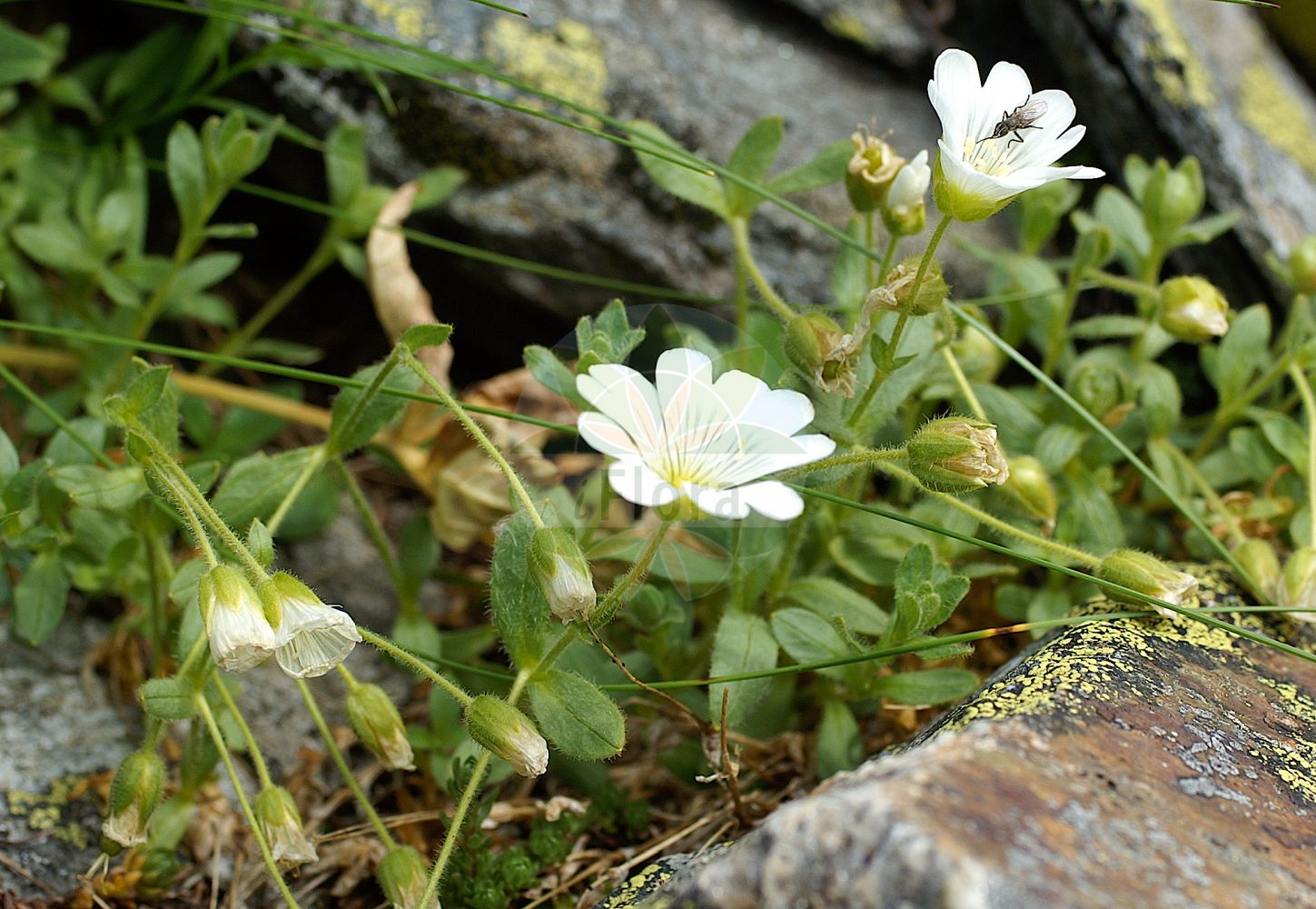 Cerastium uniflorum - Caryophyllaceae,Plantae,Pteridobiotina,Angiosperms,Caryophyllales,Caryophyllaceae,Cerastium,Cerastium uniflorum,Einblütiges Hornkraut;glacier mouse-ear chickweed;Céraiste uniflore;céraiste à fleurs solitaires;céraiste à une fleur;céraiste des glaciers;Peverina dei ghiaioni;ясколка одноцветковая;jednocvjetni rožac;rogownica jednokwiatowa;enocvetna smiljka;rožec jednokvetý