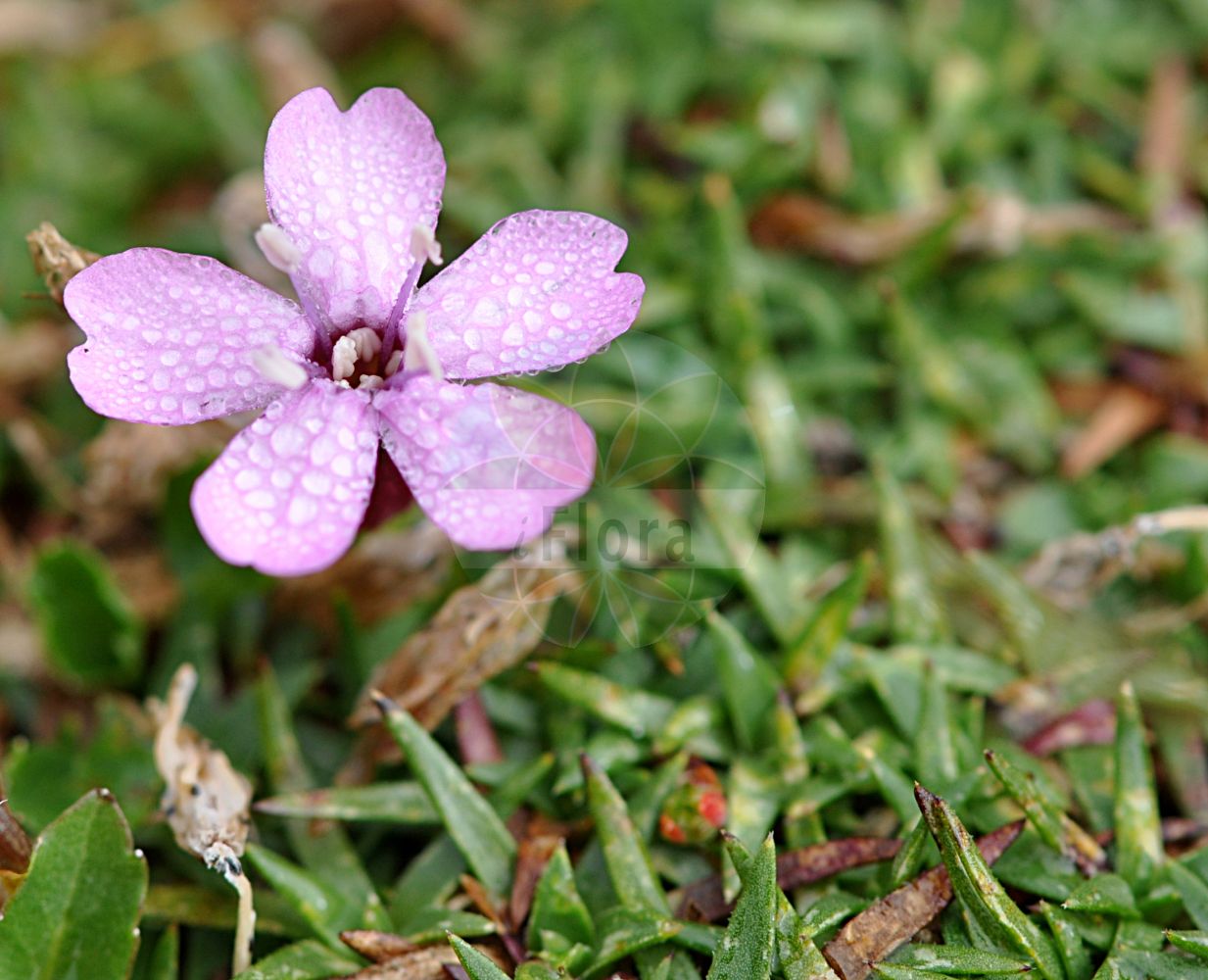 Silene acaulis - Caryophyllaceae,Plantae,Pteridobiotina,Angiosperms,Caryophyllales,Caryophyllaceae,Silene,Silene acaulis,Cucubalus acaulis, Cucubalus muscosus, Lychnis acaulis, Oncerum acaule, Silene acaulis subsp. acaulis, Silene acaulis subsp. arctica, Silene acaulis subsp. longiscapa, Silene acaulis subsp. subacaulescens, Silene elongata, Silene exscapa,Eigentliches Stängelloses Leimkraut;Kalk-Polsternelke;Silikat-Polsternelke;Polsternelke;Gewöhnliches Stängelloses Leimkraut;Stengelloses Leimkraut;Stängelloses Leimkraut;Hohes Stängelloses Leimkraut;moss campion;silène acaule;cushion pink;moss pink;moss campion;Silène acaule;Silène sans pédoncule;silène à tige courte;mousse fleurie;Silene a cuscinetto;Silene con fiori sessili;арктосмолка бесстебельная;смолёвка бесстебельная;bodur sinekkapan;silene acaule;busenasta pušina;fjällglim;tue-limurt;lepnica bezłodzgowa;brezstebelna lepnica;iarbă roșioară;безстъблено плюскавиче;fjellsmelle;tunturikohokki;rökkurstjarna