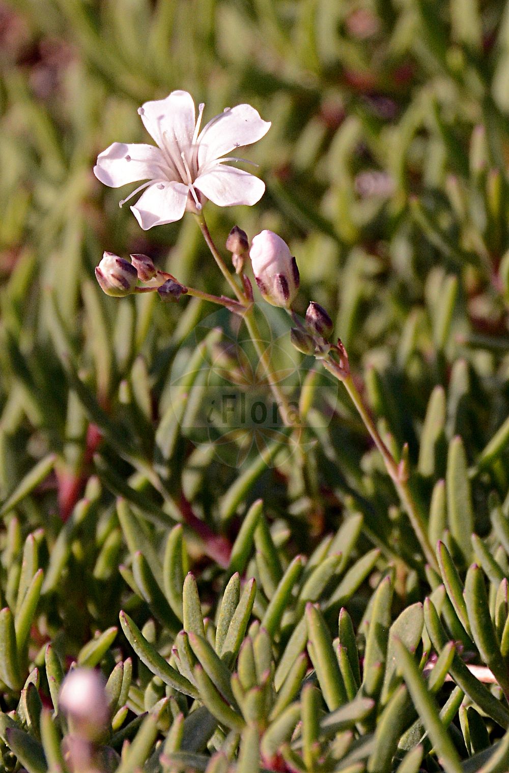 Gypsophila repens - Caryophyllaceae,Plantae,Pteridobiotina,Angiosperms,Caryophyllales,Caryophyllaceae,Gypsophila,Gypsophila repens,Gypsophila adscendens, Gypsophila alpestris, Gypsophila dubia, Gypsophila erectiuscula, Gypsophila repens f. pienina, Gypsophila repens var. alpestris, Gypsophila repens var. alpigena, Gypsophila repens var. archetypa, Gypsophila repens var. dioica, Gypsophila repens var. montana, Gypsophila repens var. prostrata, Gypsophila repens var. pygmaea, Gypsophila sabauda,Kriechendes Gipskraut;alpine gypsophila;cloud plant;creeping chalk plant;creeping gypsophila;creeping baby's-breath;Gypsophile rampante;Gipsofila strisciante;гипсофила ползучая;качим ползучий;gipsòfila repent;sadarka;hängslöja;dværg-gipsurt;gipsówka rozesłana;łyszczec rozesłany;plazeča sadrenka;krypslør;mätäsharso