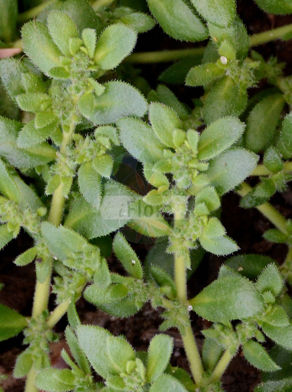 Herniaria hirsuta - Caryophyllaceae,Plantae,Pteridobiotina,Angiosperms,Caryophyllales,Caryophyllaceae,Herniaria,Herniaria hirsuta,Herniaria hirsuta subsp. hirsuta, Herniaria hirsuta var. hirsuta,Eigentliches Behaartes Bruchkraut;Behaartes Bruchkraut;Raues Bruchkraut;Rauhes Bruchkraut;hairy rupturewort;gray rupturewort;Herniaire velue;hernière velue;turquette poilue;herniaire hérissée;herniaire vulgaire;casse-pierre;mille graines;hierba de las heridas;rompepiedras;sanguinaria;Erniaria irsuta;stekel-nachtschade;behaard breukkruid;грыжник волосистый;deliyaran;herniaria qimeashpër;herniarie;herniària hirsuta;čupava kilavica;luddknytling;połonicznik kosmaty;dlakavi kilavec;borzas porcika;průtržník chlupatý;prietržník chlpatý;остудник шорсткий;грубовлакнесто изсипливче;космато белило;karvatyräruoho;грубодлакава сипаница;darkanit se'irah;דַּרְכָּנִית שְׂעִירָה;ερνιαρία αδρότριχος