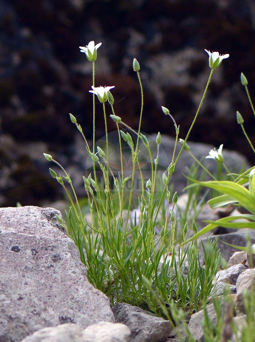 Minuartia austriaca - Caryophyllaceae,Plantae,Pteridobiotina,Angiosperms,Caryophyllales,Caryophyllaceae,Minuartia,Minuartia austriaca,Alsine austriaca, Alsine brachycarpa, Alsine tenella, Arenaria austriaca, Arenaria elongata, Arenaria stellarioides, Neumayera austriaca, Sabulina austriaca,Österreichische Miere;austrian sandwort;minuartie d'Autriche;minuartia austriaca;минуарция австрийская;avstrijska črvinka
