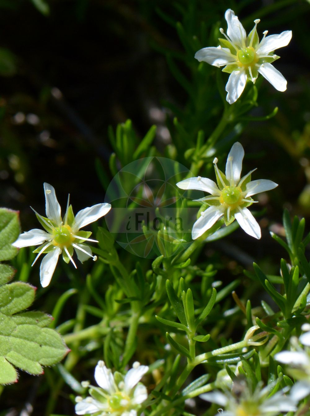 Moehringia ciliata - Caryophyllaceae,Plantae,Pteridobiotina,Angiosperms,Caryophyllales,Caryophyllaceae,Moehringia,Moehringia ciliata,Alsinanthus obtusus, Alsine occulta, Alsine polygonoides, Arenaria alpina, Arenaria obtusa, Arenaria occulta, Arenaria polygonoides, Arenaria sphagnoides, Moehringia polygonoides, Sabulina polygonoides, Stellaria ciliata, Stellaria polygonoides,Bewimperte Nabelmiere;Wimper-Nabelmiere;Gewimperte Nabelmiere;creeping sandwort;Moehringie ciliée;sabline ciliée;sabline fausse-renouée;Moehringia cigliata;мерингия реснитчатая;mëhringë;trepavičava merinka;resasta popkoresa;рогљица